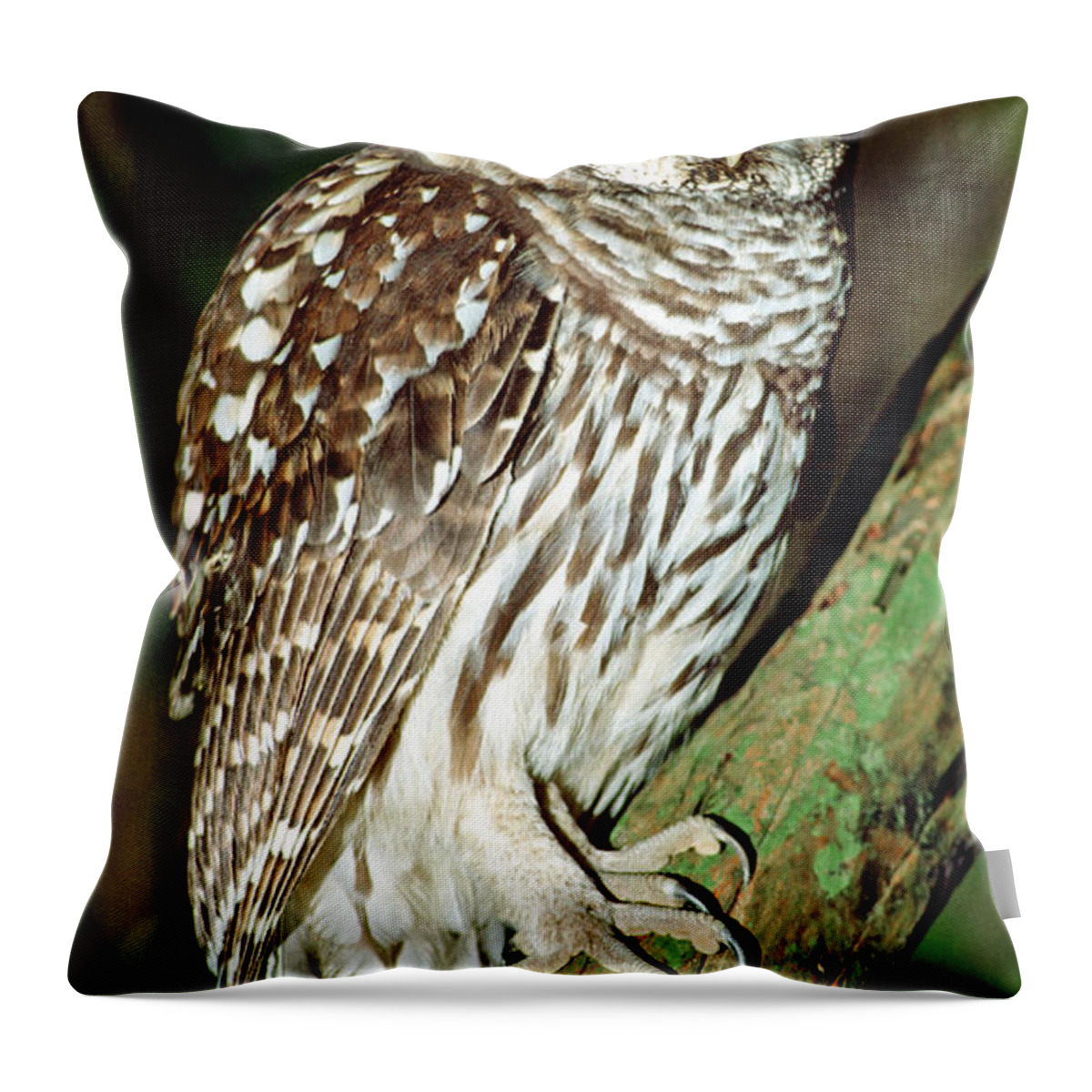 Barred Owl Throw Pillow featuring the photograph Barred Owl #26 by Millard H. Sharp