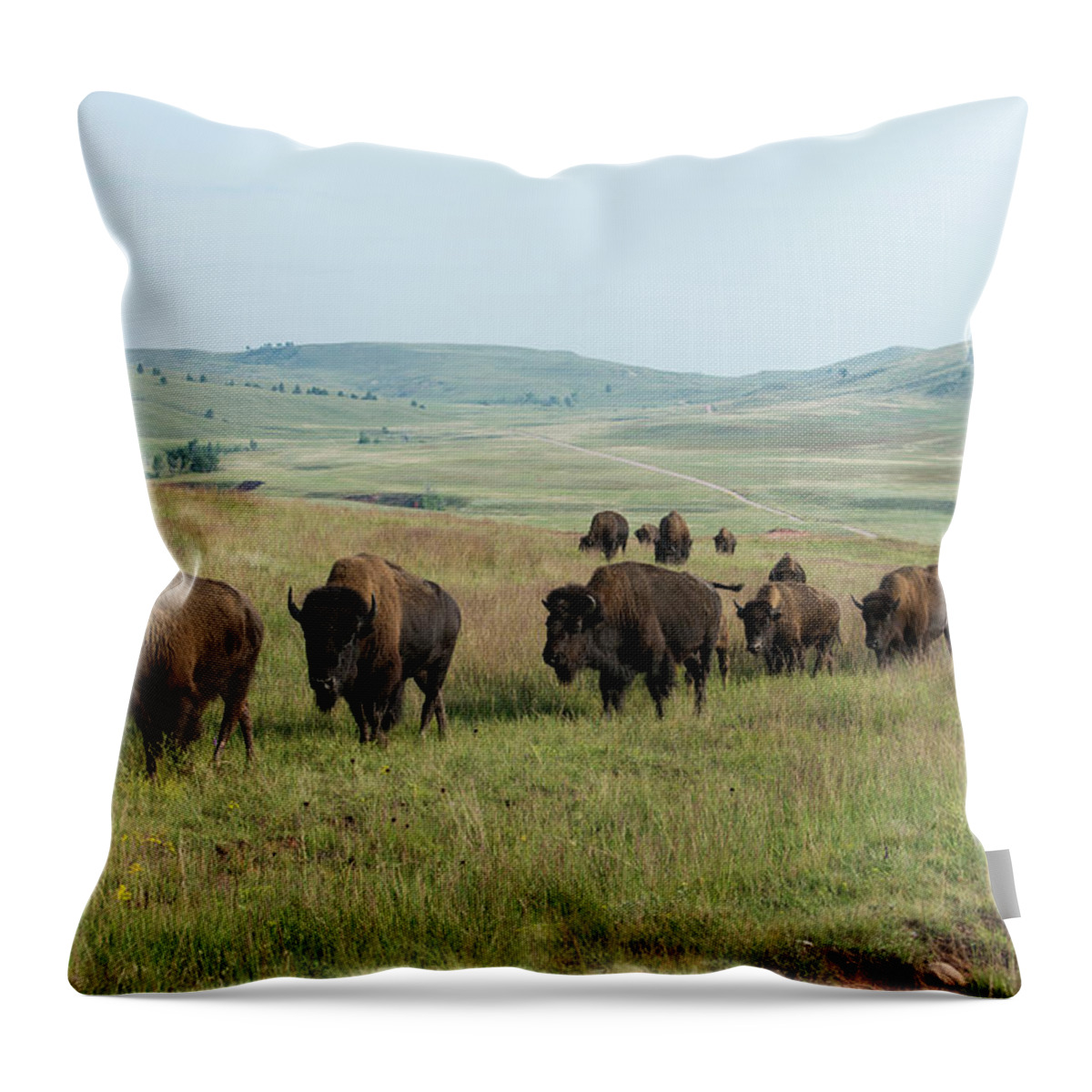 Grass Throw Pillow featuring the photograph Bison Buffalo In Wind Cave National Park #3 by Mark Newman