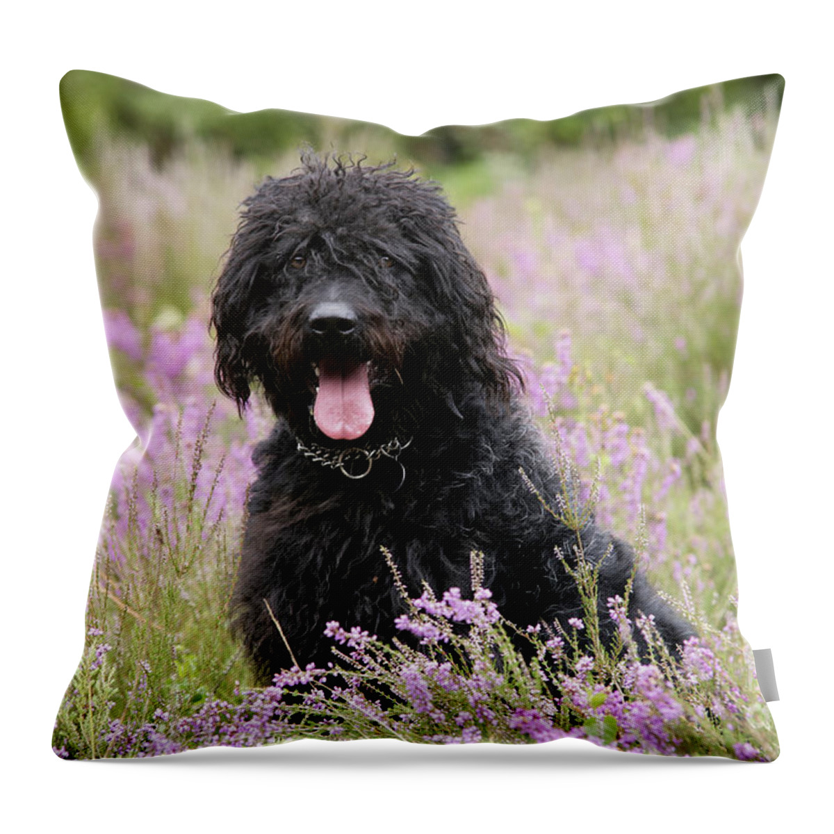 Labradoodle Throw Pillow featuring the photograph Black Labradoodle #3 by John Daniels