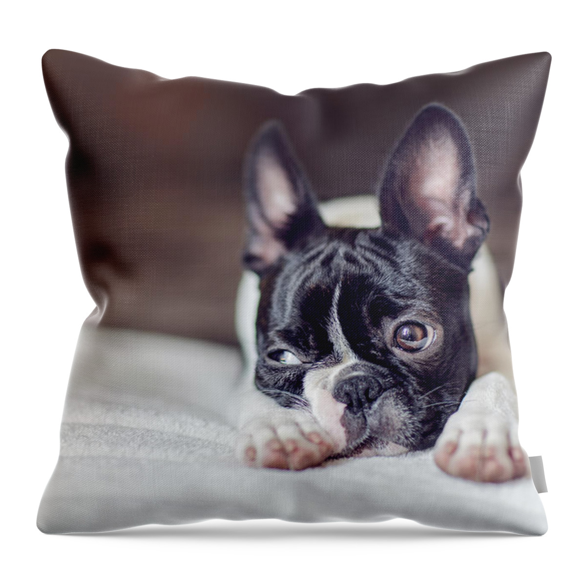 Cute Throw Pillow featuring the photograph Boston Terrier Puppy #3 by Nailia Schwarz