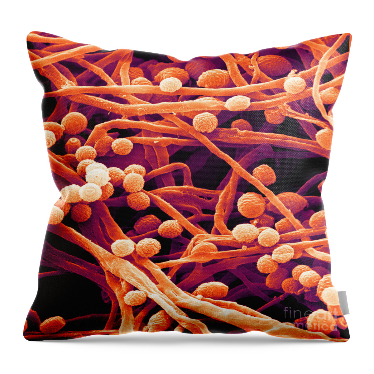 Candida Throw Pillow featuring the photograph Candida, Sem #3 by David M. Phillips