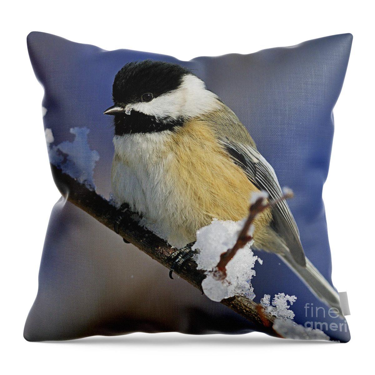Black-capped Chickadee Throw Pillow featuring the photograph Winter Chickadee... by Nina Stavlund