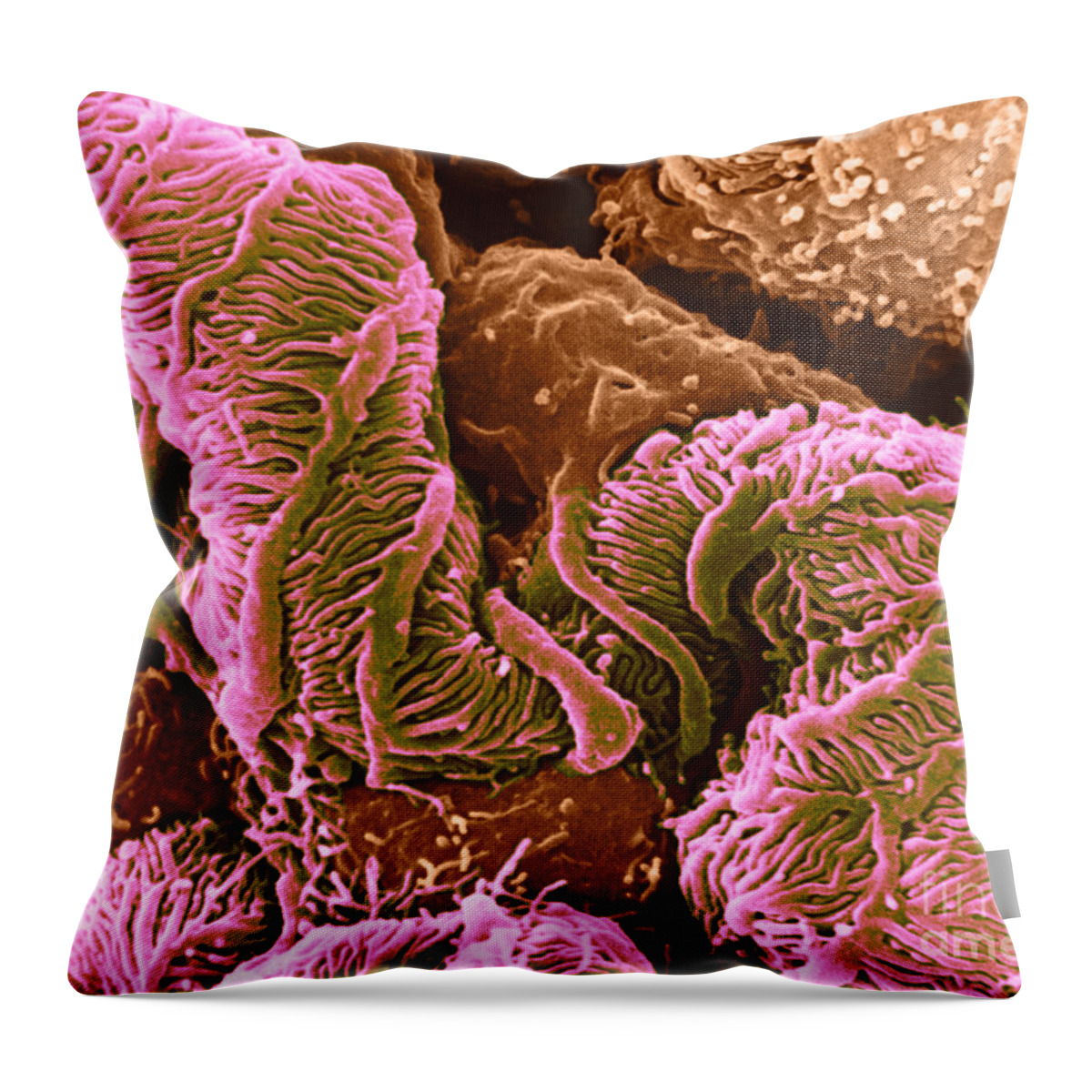 Science Throw Pillow featuring the photograph Glomerulus, Sem #3 by David M. Phillips