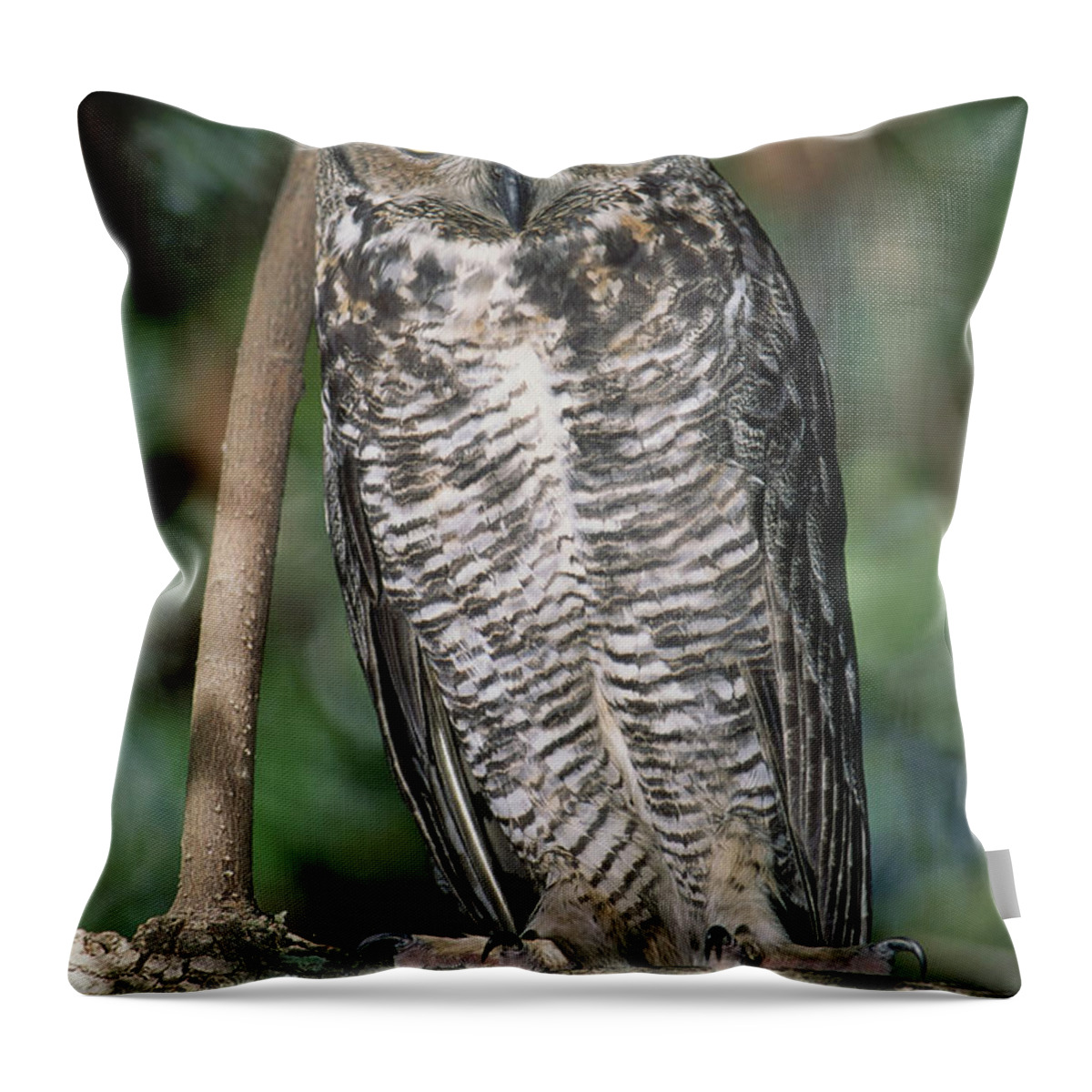 Animal Throw Pillow featuring the photograph Great Horned Owl #4 by Millard H Sharp