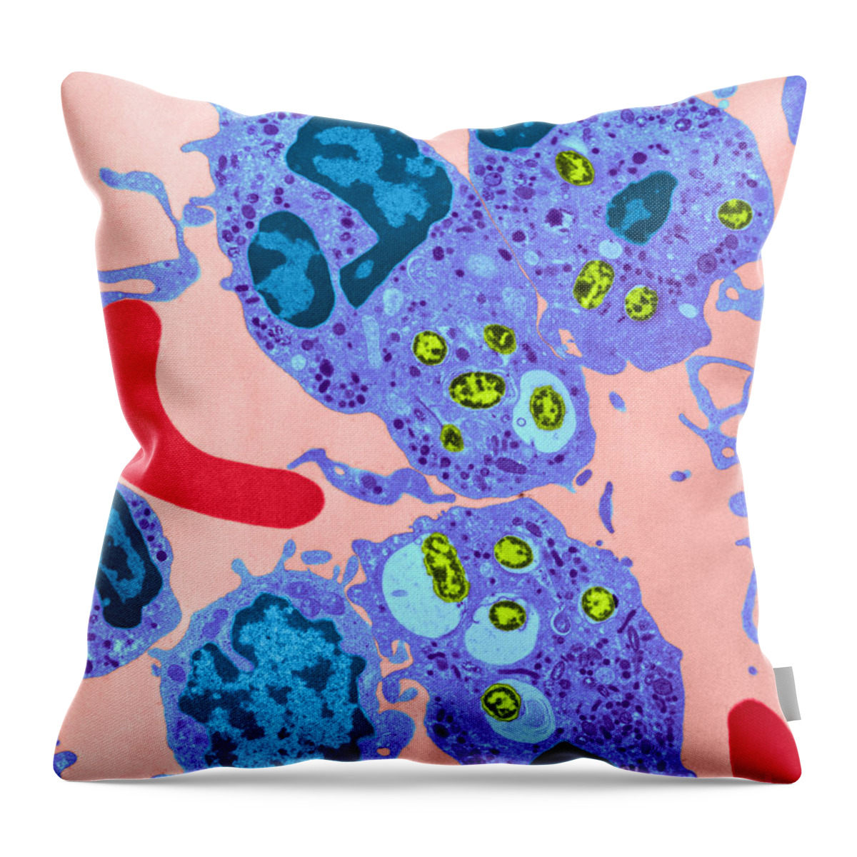 Science Throw Pillow featuring the photograph Neutrophil Ingesting Bacteria Tem #3 by David M. Phillips
