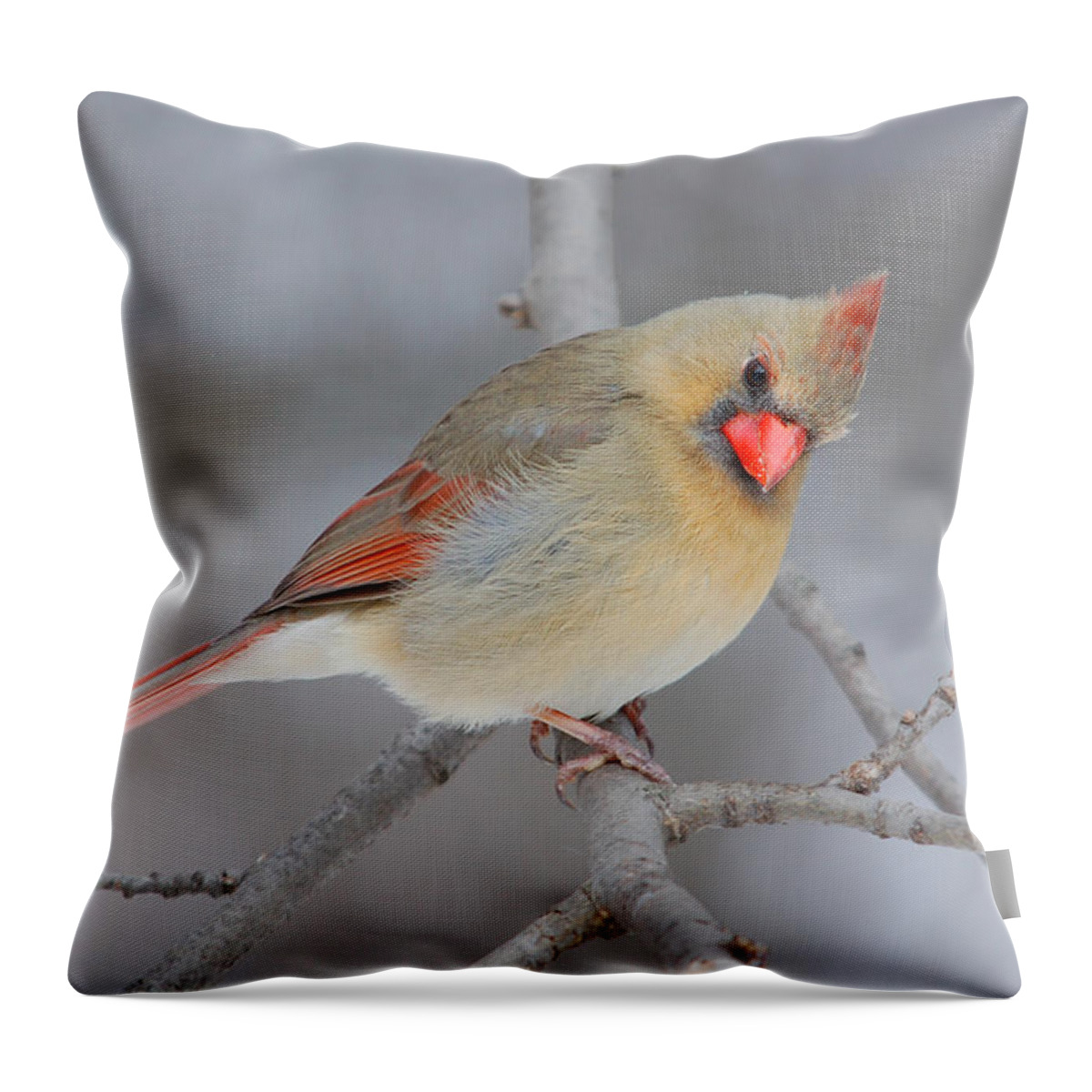 Female Throw Pillow featuring the photograph Northern Cardinal #1 by Gerald DeBoer