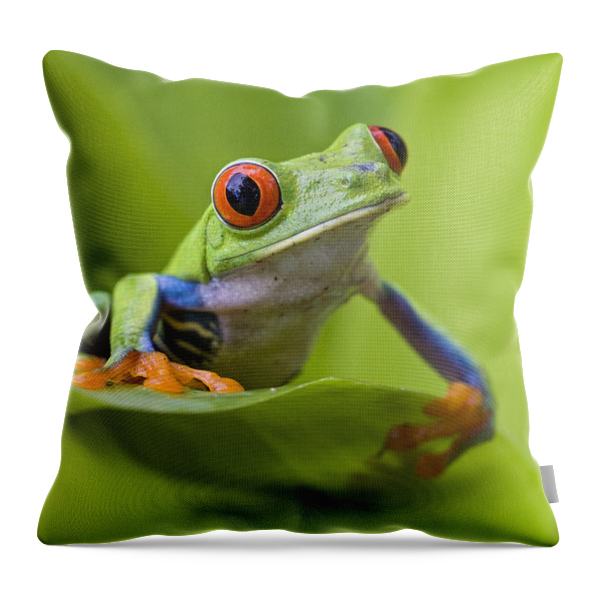 Feb0514 Throw Pillow featuring the photograph Red-eyed Tree Frog Costa Rica #4 by Suzi Eszterhas