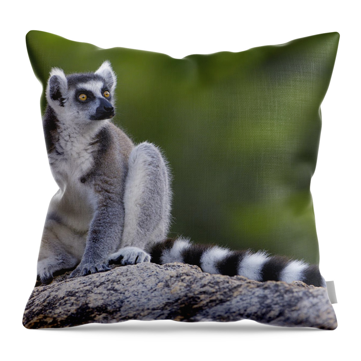 Feb0514 Throw Pillow featuring the photograph Ring-tailed Lemur Portrait Madagascar #3 by Pete Oxford