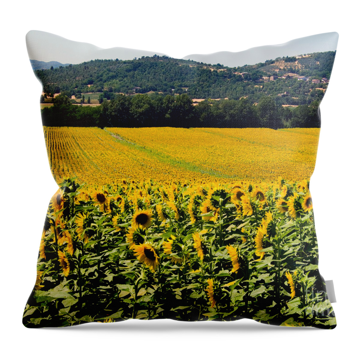 Sunflower Throw Pillow featuring the photograph Sunflowers #3 by Tim Holt