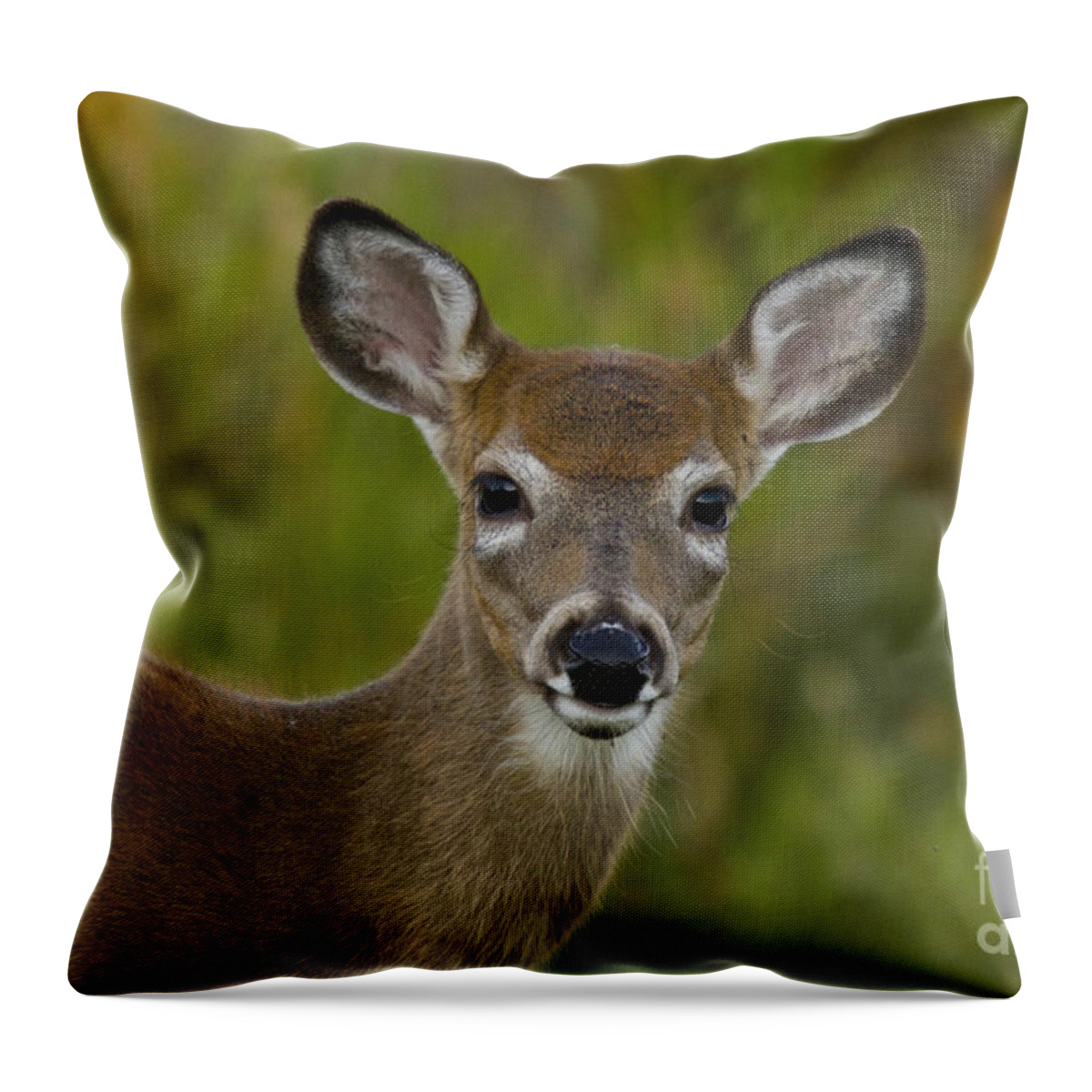 Capreolinae Throw Pillow featuring the photograph White-tailed Doe #31 by Linda Freshwaters Arndt