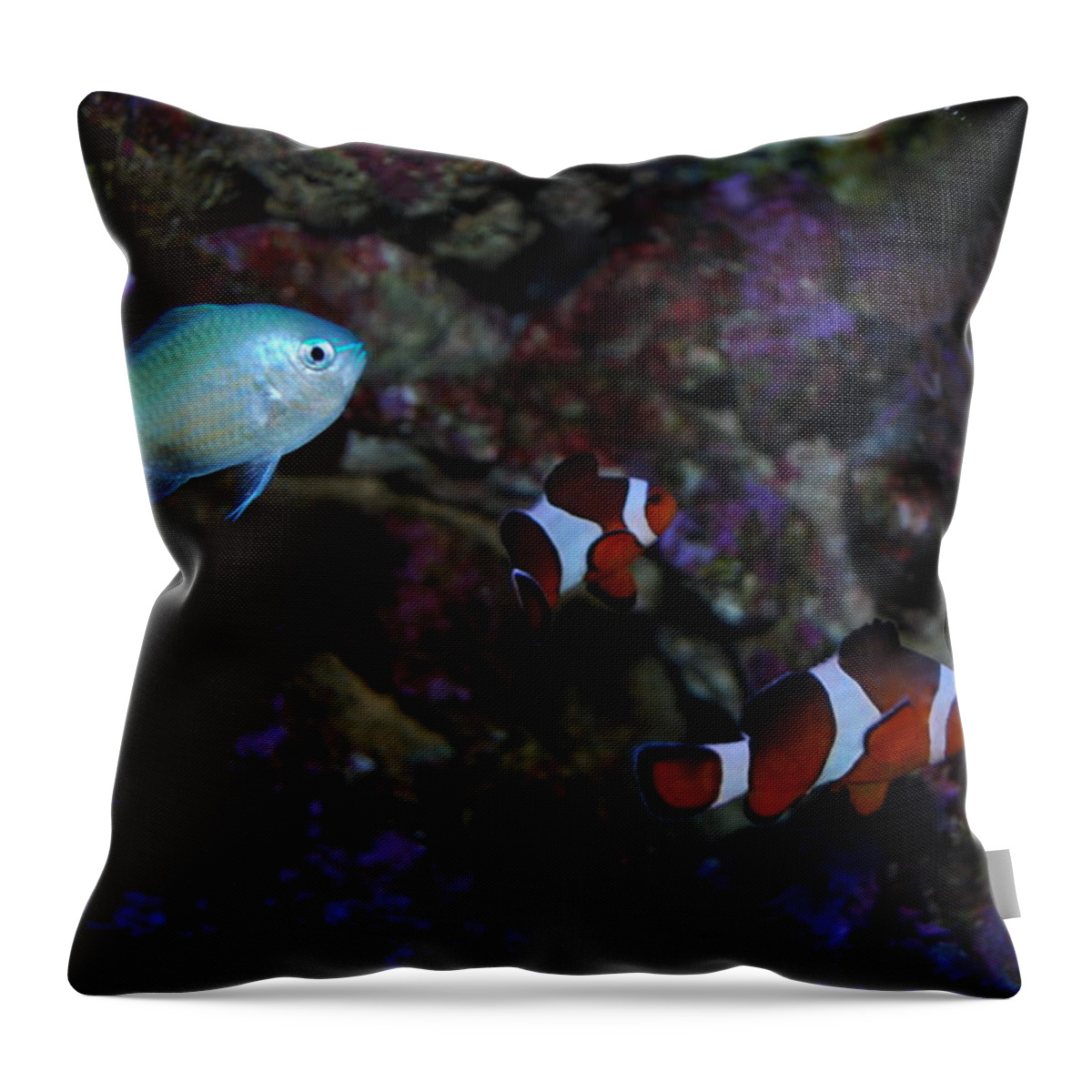 Taken Through Side Of Aquarium Throw Pillow featuring the photograph Tropical fish #32 by Robert Floyd