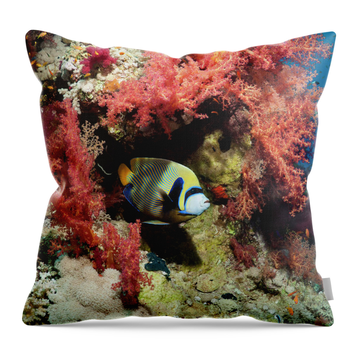One Animal Throw Pillow featuring the photograph Coral Reef Scenery #37 by Georgette Douwma