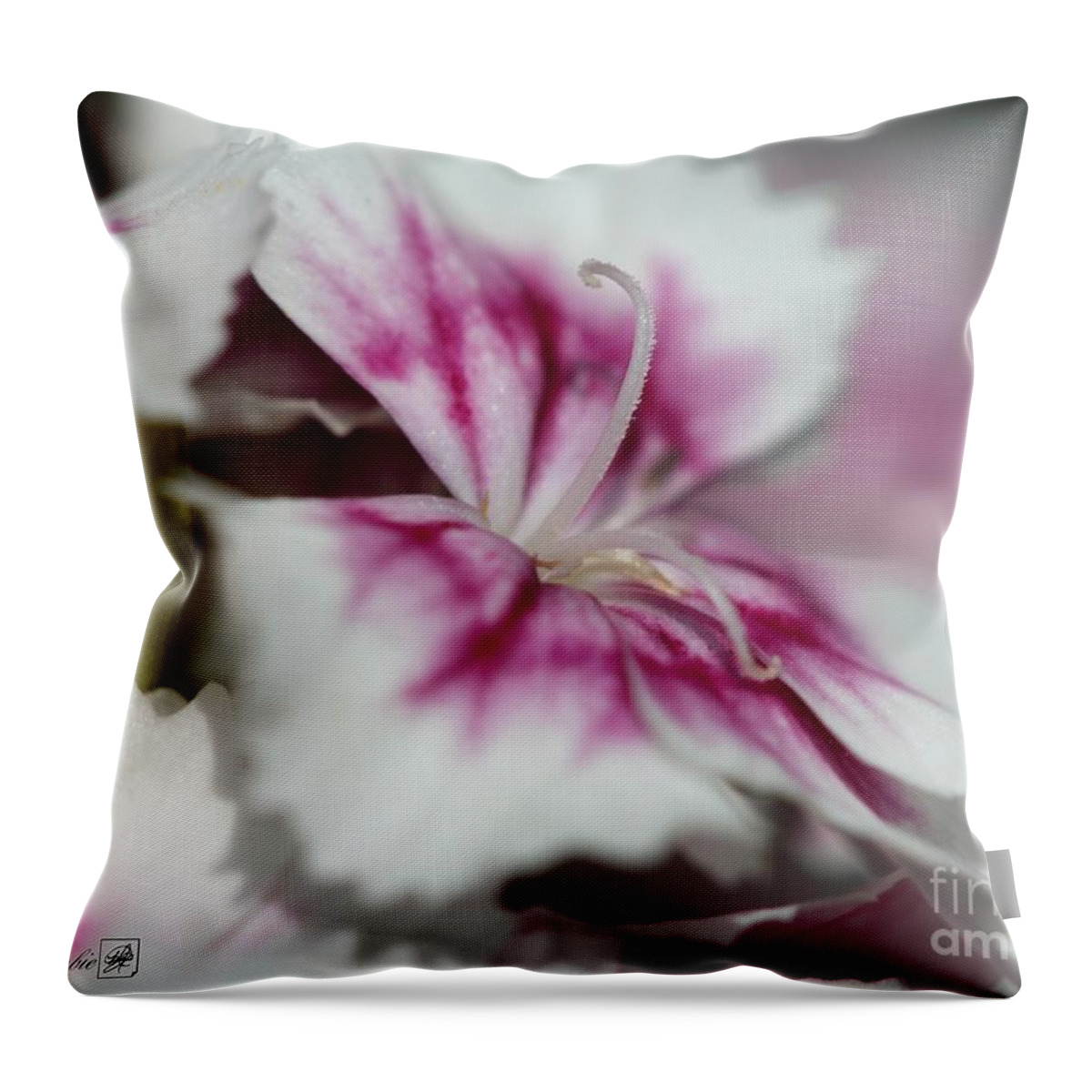 Mccombie Throw Pillow featuring the photograph Sweet William from the Super Duplex Bluepoint Mix #39 by J McCombie