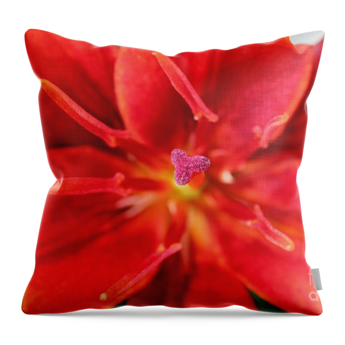 Mccombie Throw Pillow featuring the photograph Asiatic Lily named Red Twin #3 by J McCombie