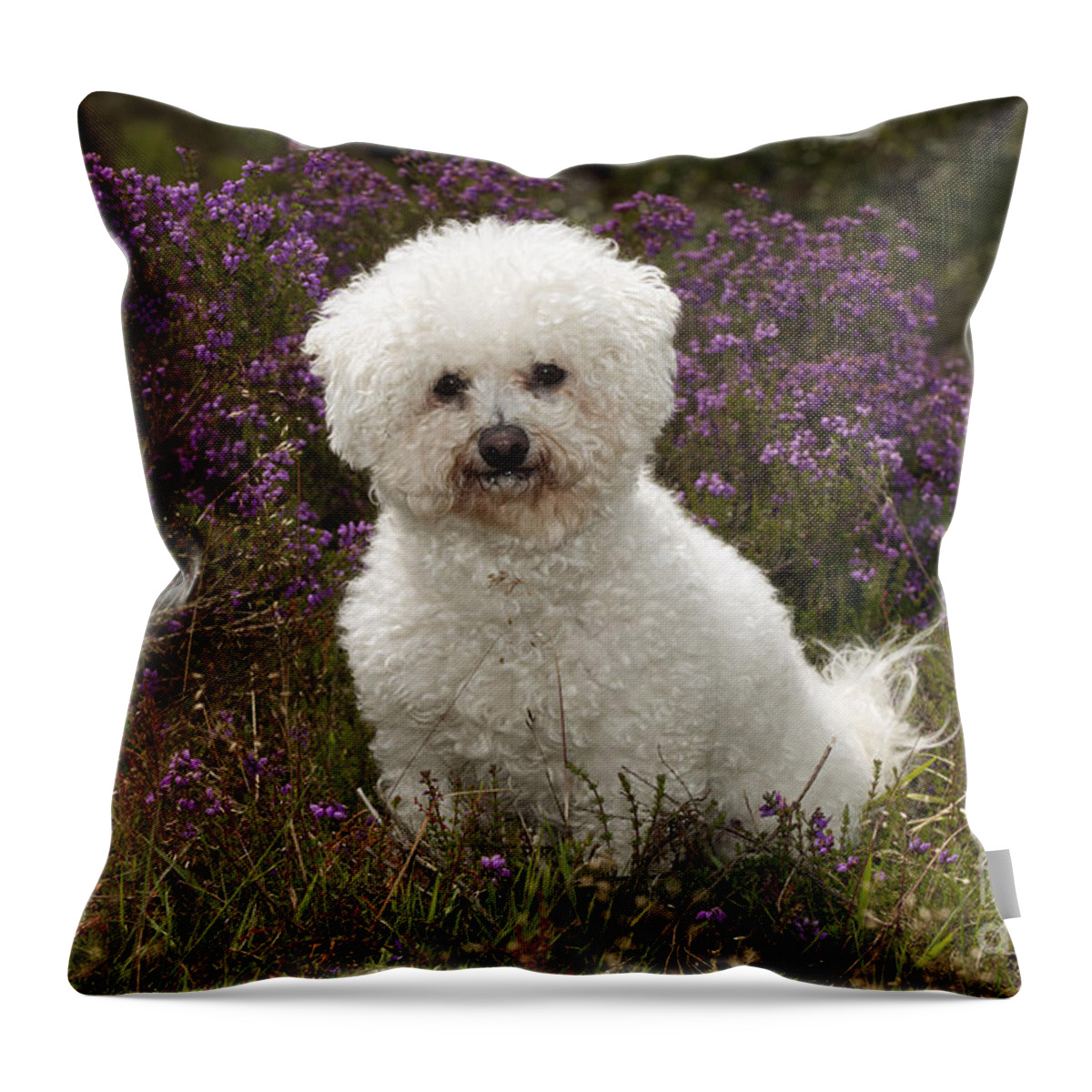 Dog Throw Pillow featuring the photograph Bichon Frise #4 by John Daniels