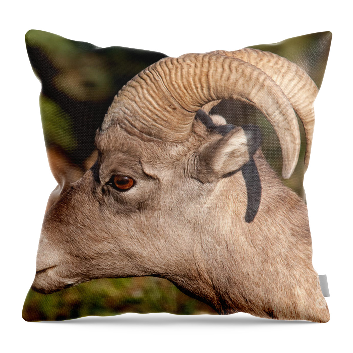 Autumn Throw Pillow featuring the photograph Big Horn Sheep Ram #4 by Fred Stearns