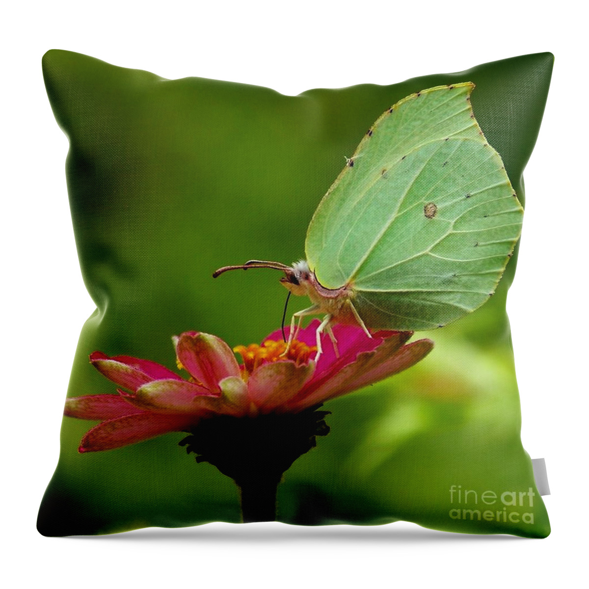Butterfly Throw Pillow featuring the photograph Butterfly #6 by Sylvie Leandre