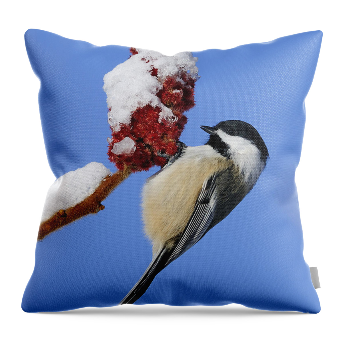 Black-capped Chickadee Throw Pillow featuring the photograph Chickadee Love... by Nina Stavlund