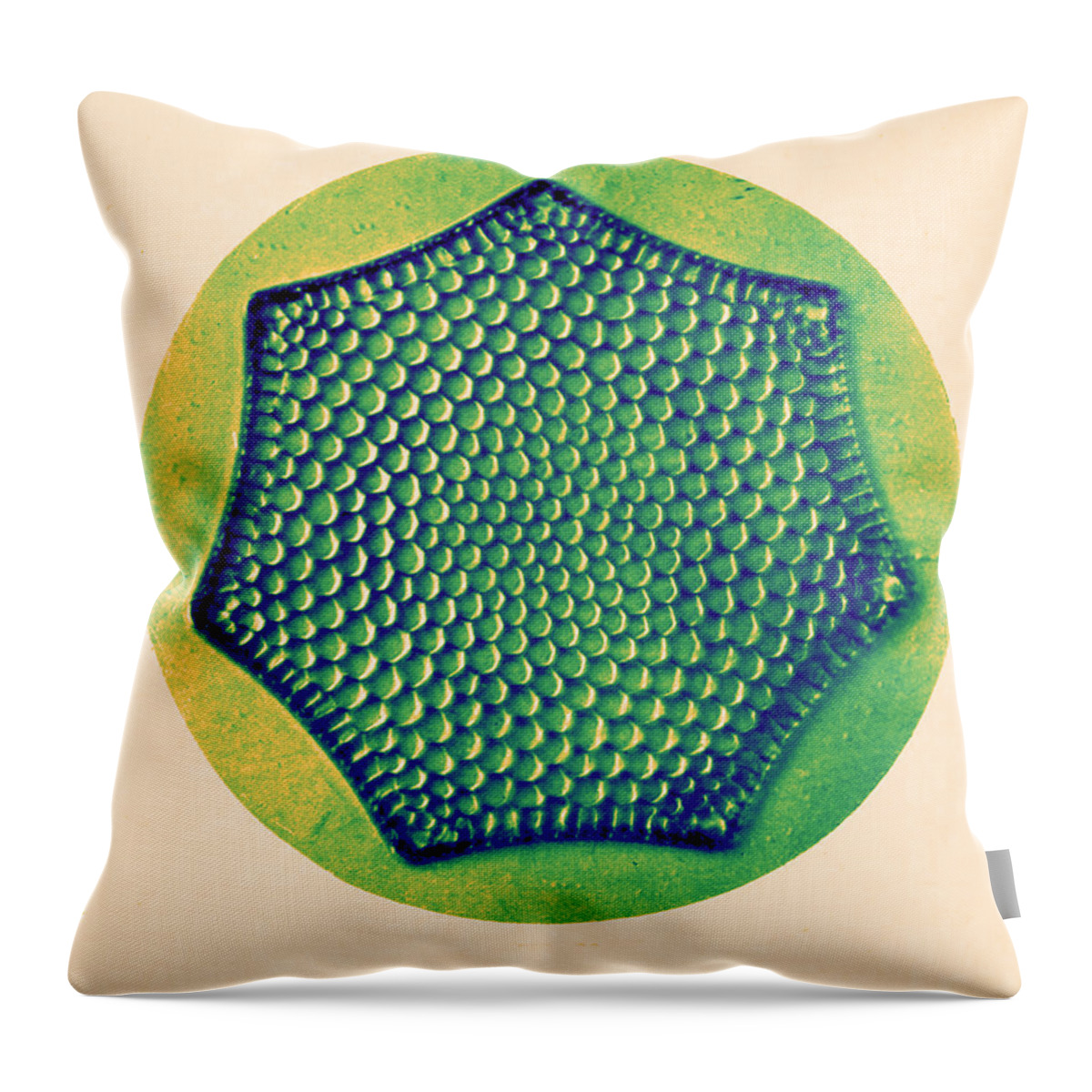 History Throw Pillow featuring the photograph Diatom, Triceratium Favus, Early #6 by Science Source