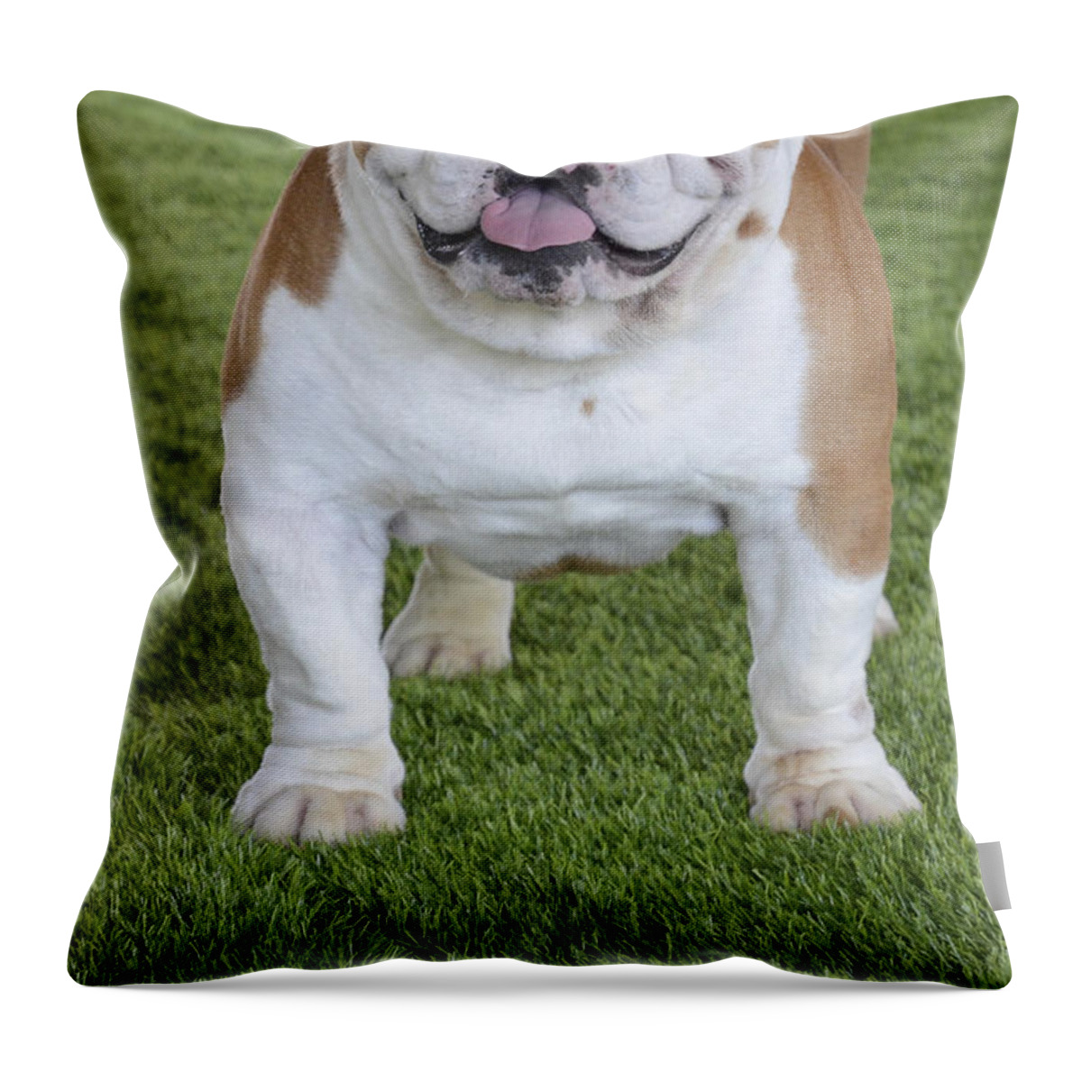 English Bulldog Throw Pillow featuring the photograph English Bulldog #4 by Amir Paz