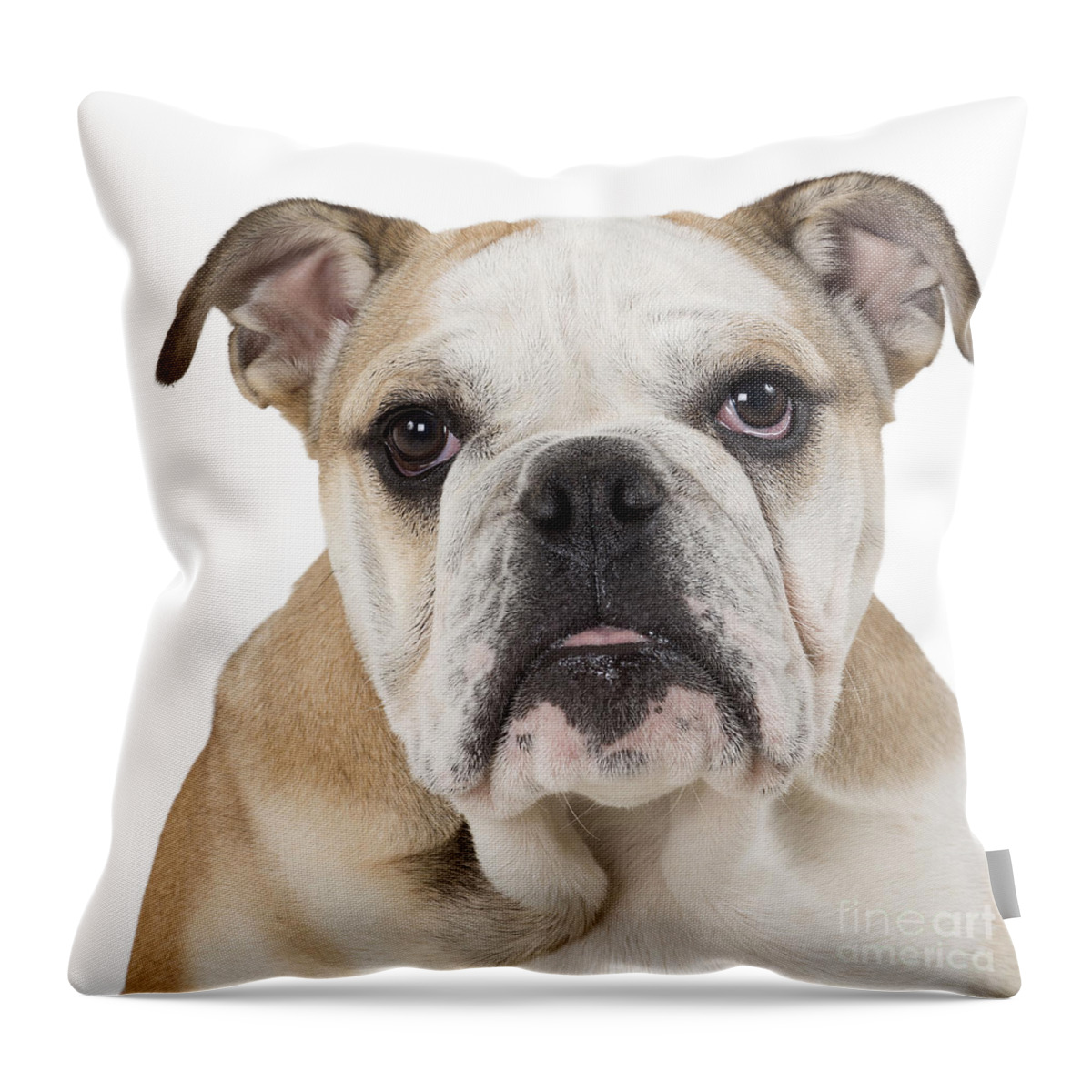Dog Throw Pillow featuring the photograph English Bulldog Puppy #8 by Jean-Michel Labat