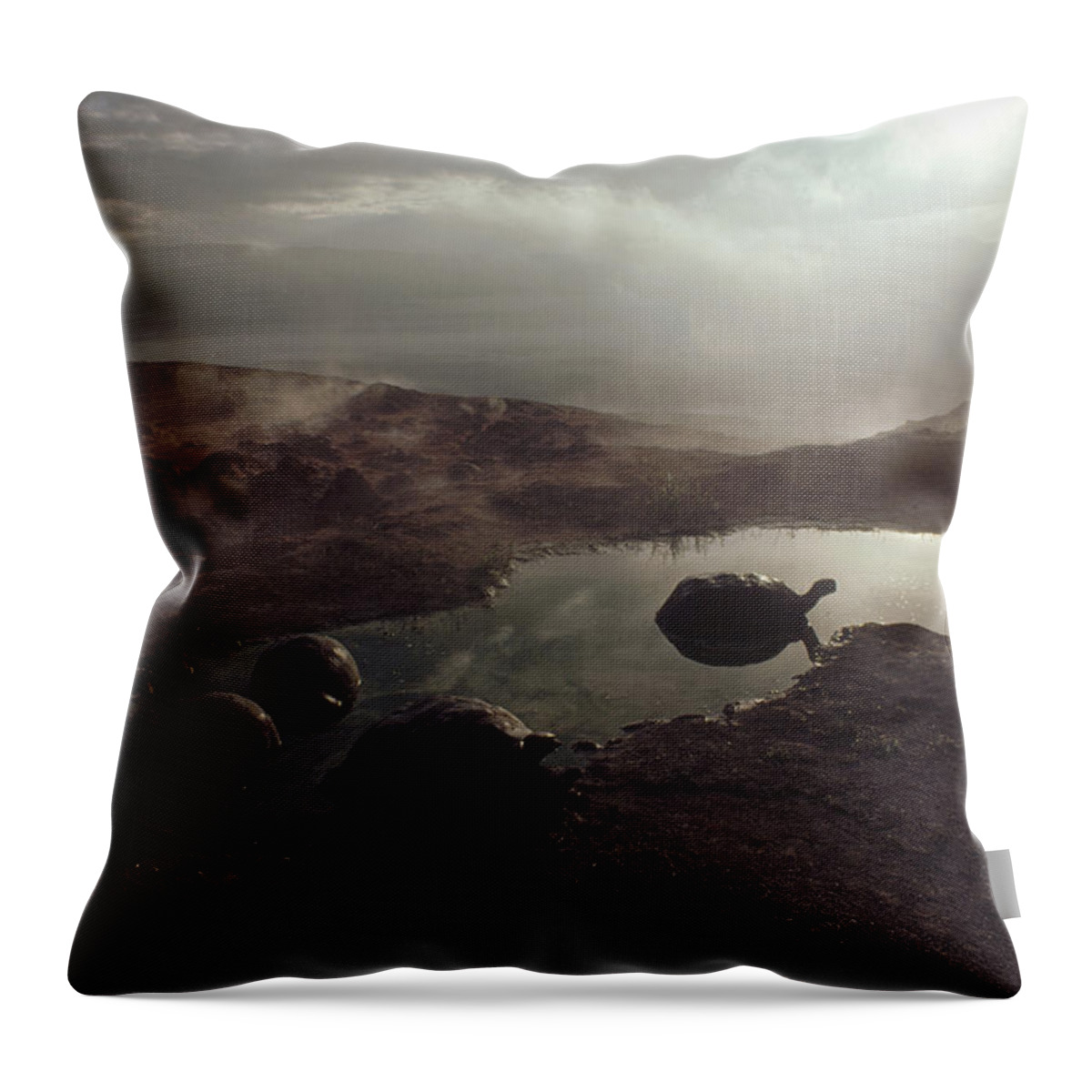 Feb0514 Throw Pillow featuring the photograph Galapagos Giant Tortoise Wallowing #4 by Tui De Roy