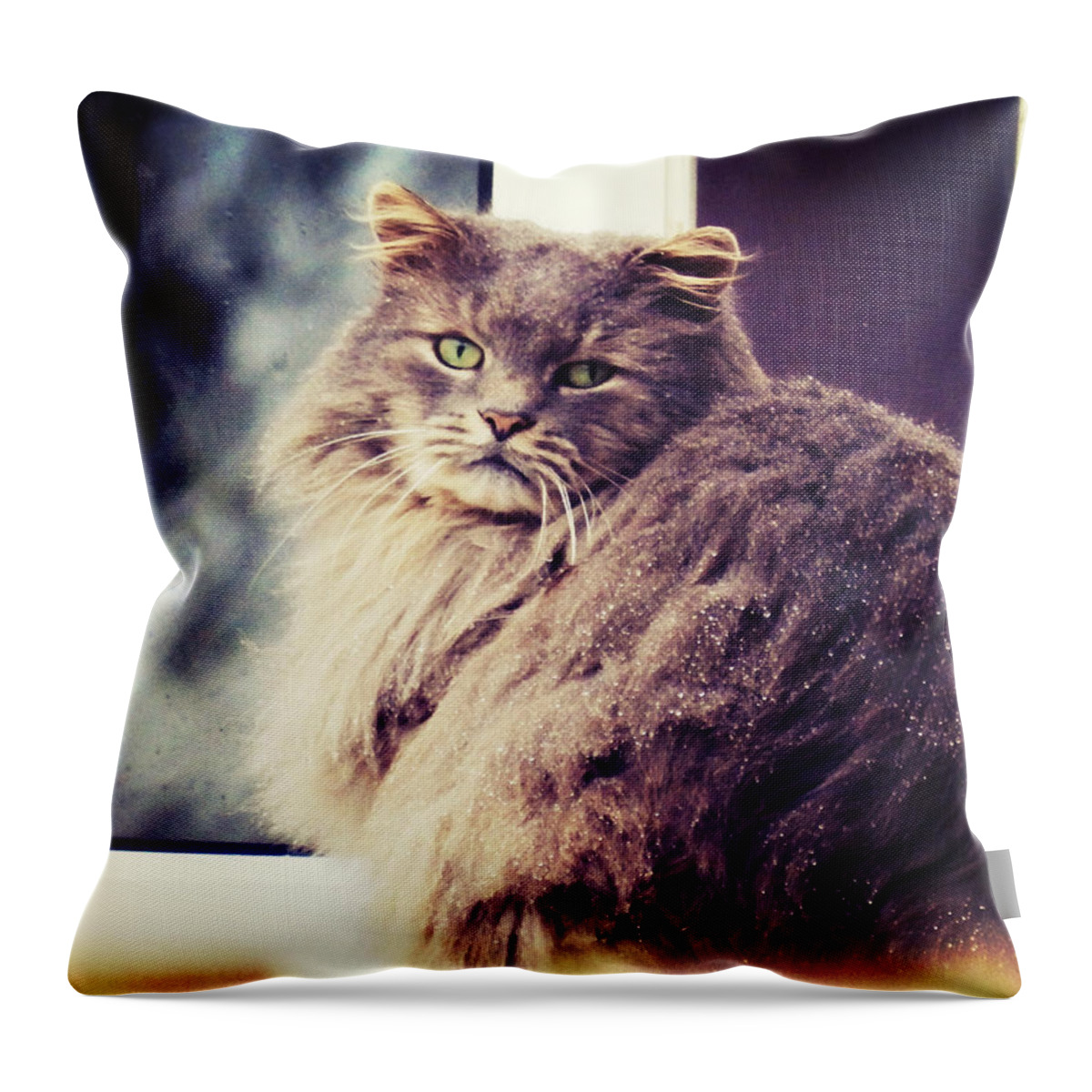 Cat Throw Pillow featuring the photograph Gaze #1 by Zinvolle Art