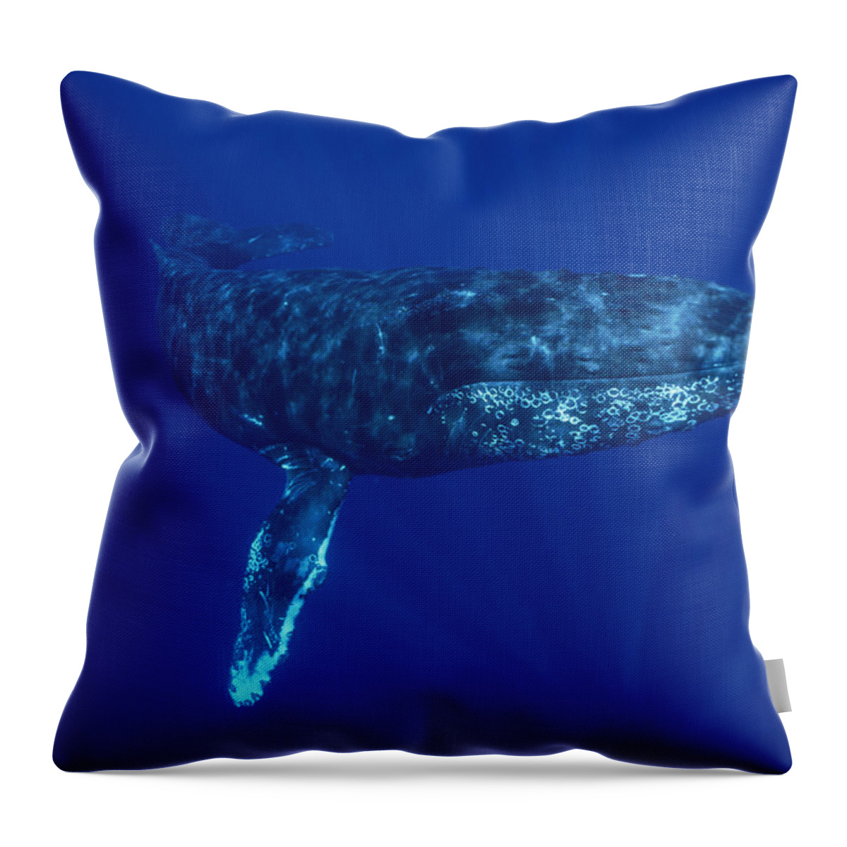 Feb0514 Throw Pillow featuring the photograph Humpback Whale Maui Hawaii #4 by Flip Nicklin