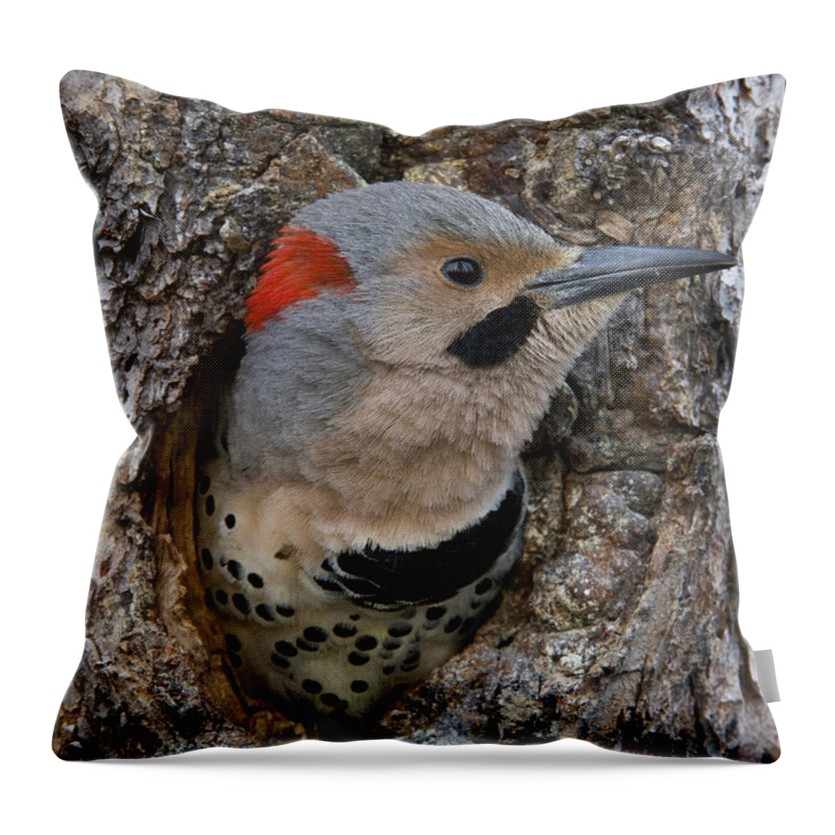 Michael Quinton Throw Pillow featuring the photograph Northern Flicker In Nest Cavity Alaska #4 by Michael Quinton