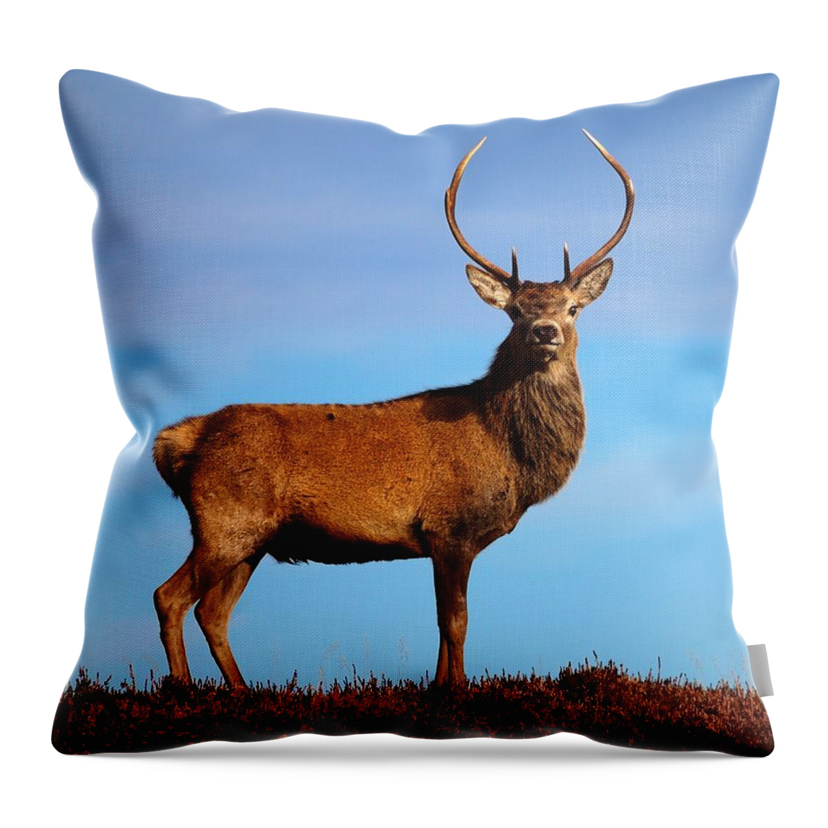 Red Deer Stag Throw Pillow featuring the photograph Red deer stag #4 by Gavin Macrae