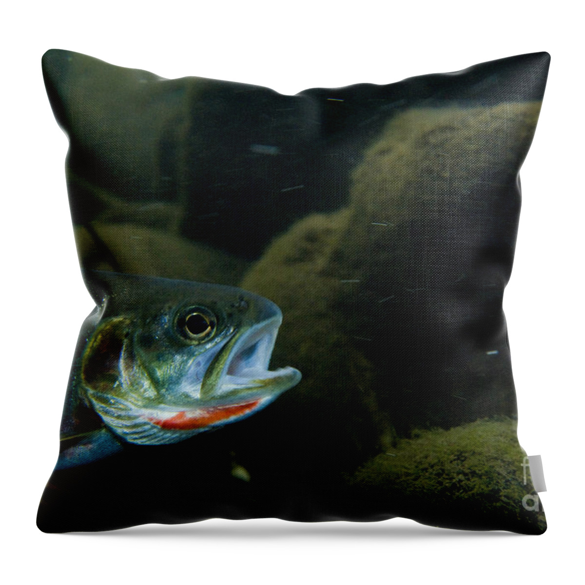 Nature Throw Pillow featuring the photograph Westslope Cutthroat Trout #4 by William H. Mullins