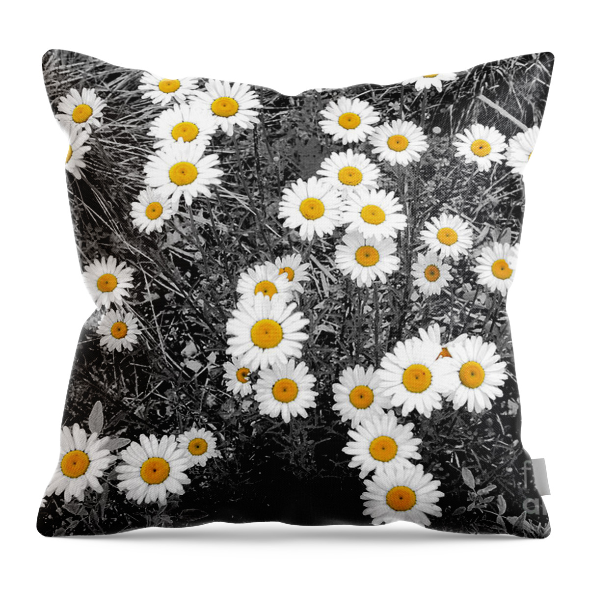 Daisy Throw Pillow featuring the photograph 44 Daisies by Brett Maniscalco