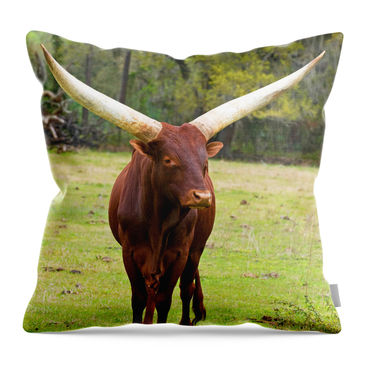 Animal Throw Pillow featuring the photograph Ankole-watusi Cattle #5 by Millard H. Sharp