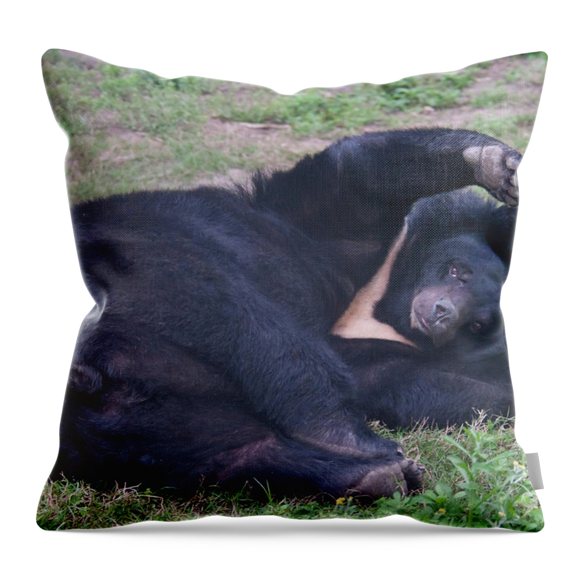 Nature Throw Pillow featuring the photograph Asian Black Bear #5 by Mark Newman