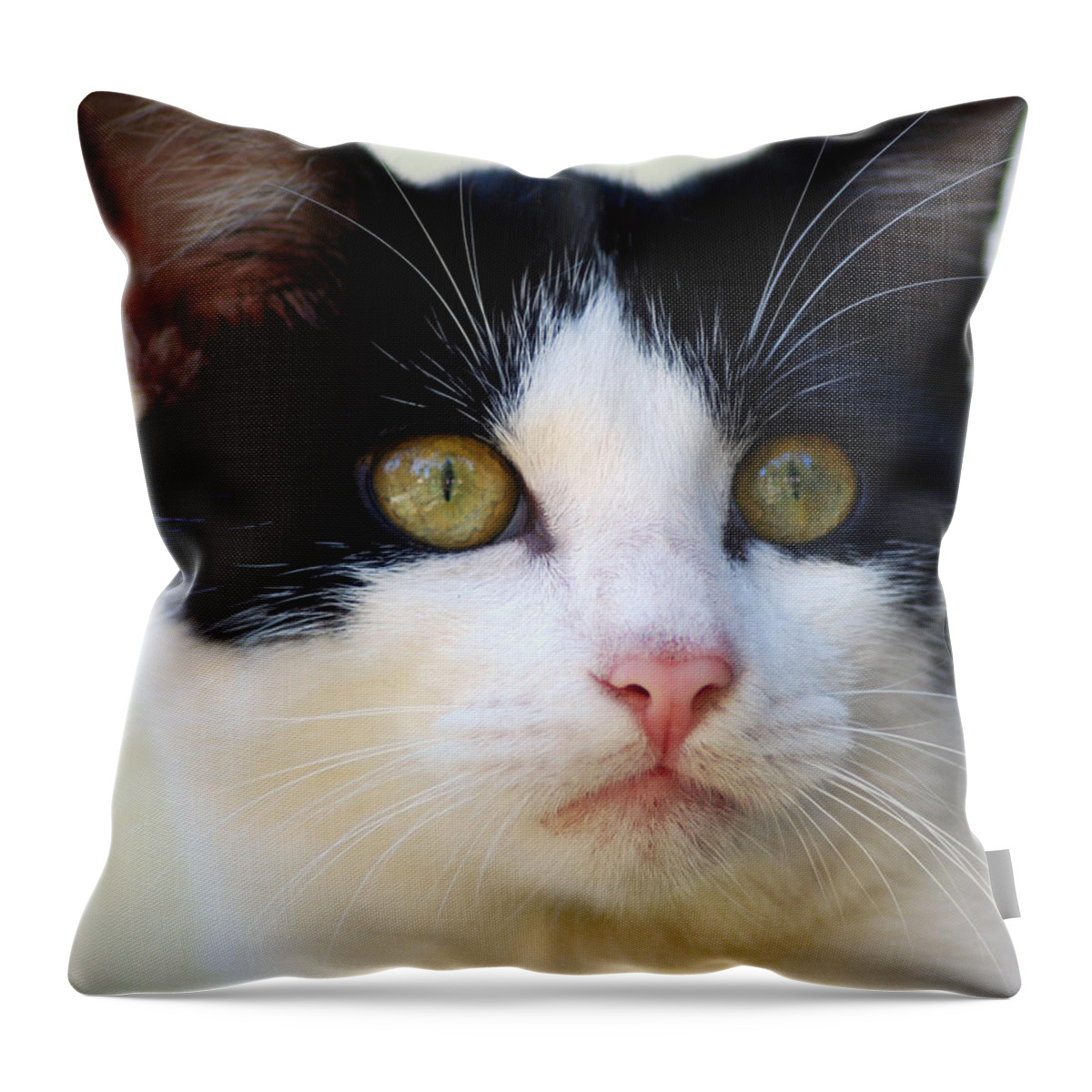 Photograph Throw Pillow featuring the photograph Cat #5 by Larah McElroy