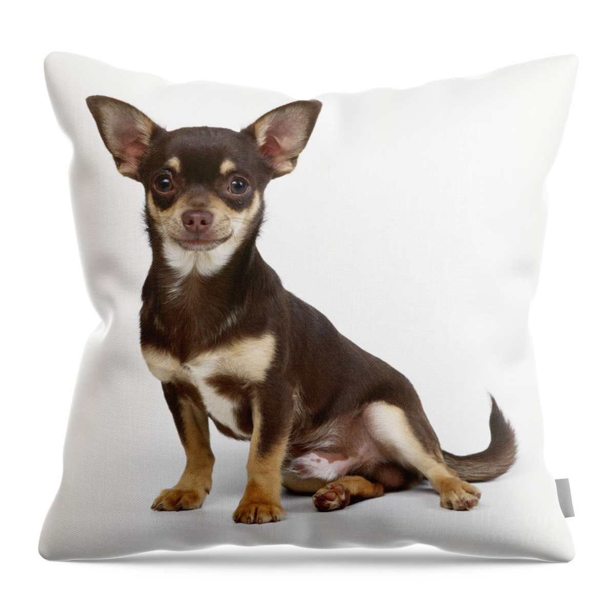 Chihuahua Throw Pillow featuring the photograph Chihuahua Dog #11 by John Daniels