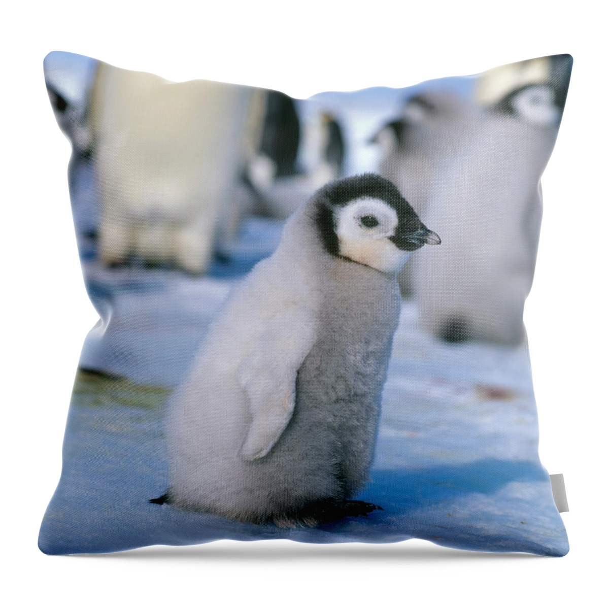Penguin Throw Pillow featuring the photograph Emperor Penguin Aptenodytes Forsteri #5 by Hans Reinhard