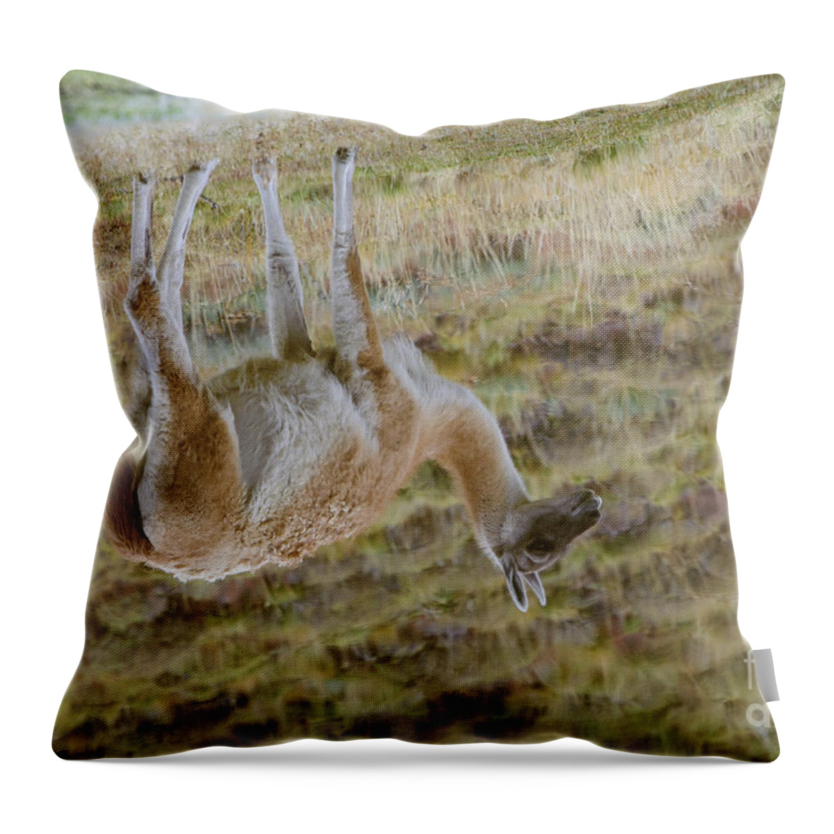 Chilean Fauna Throw Pillow featuring the photograph Guanacos In Chilean National Park #5 by John Shaw