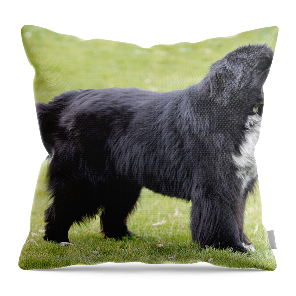 Newfoundland Throw Pillow featuring the photograph Newfoundland Dog #5 by Jean-Michel Labat