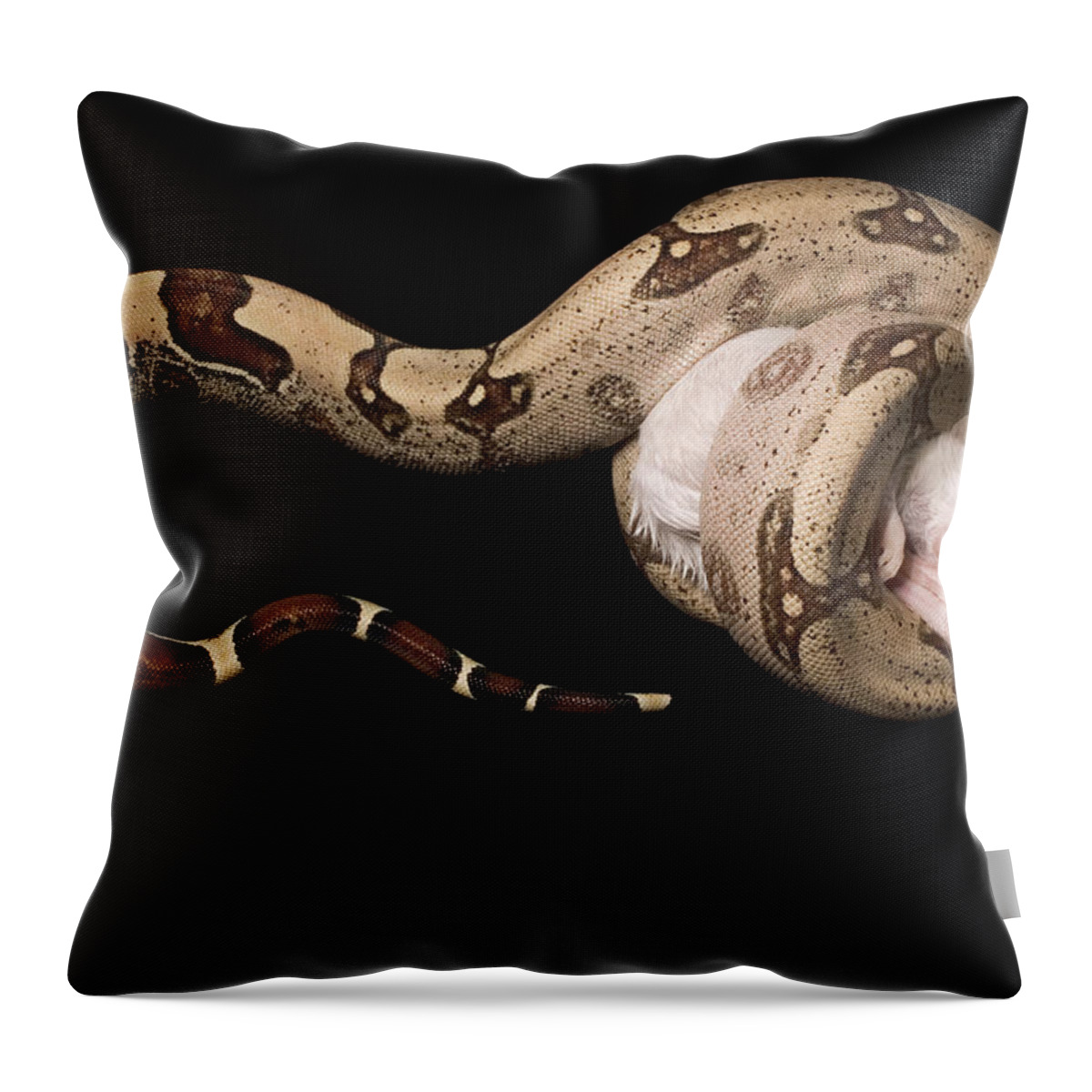 Amazon Throw Pillow featuring the photograph Red-tail Boa Constrictor #5 by Paul Whitten