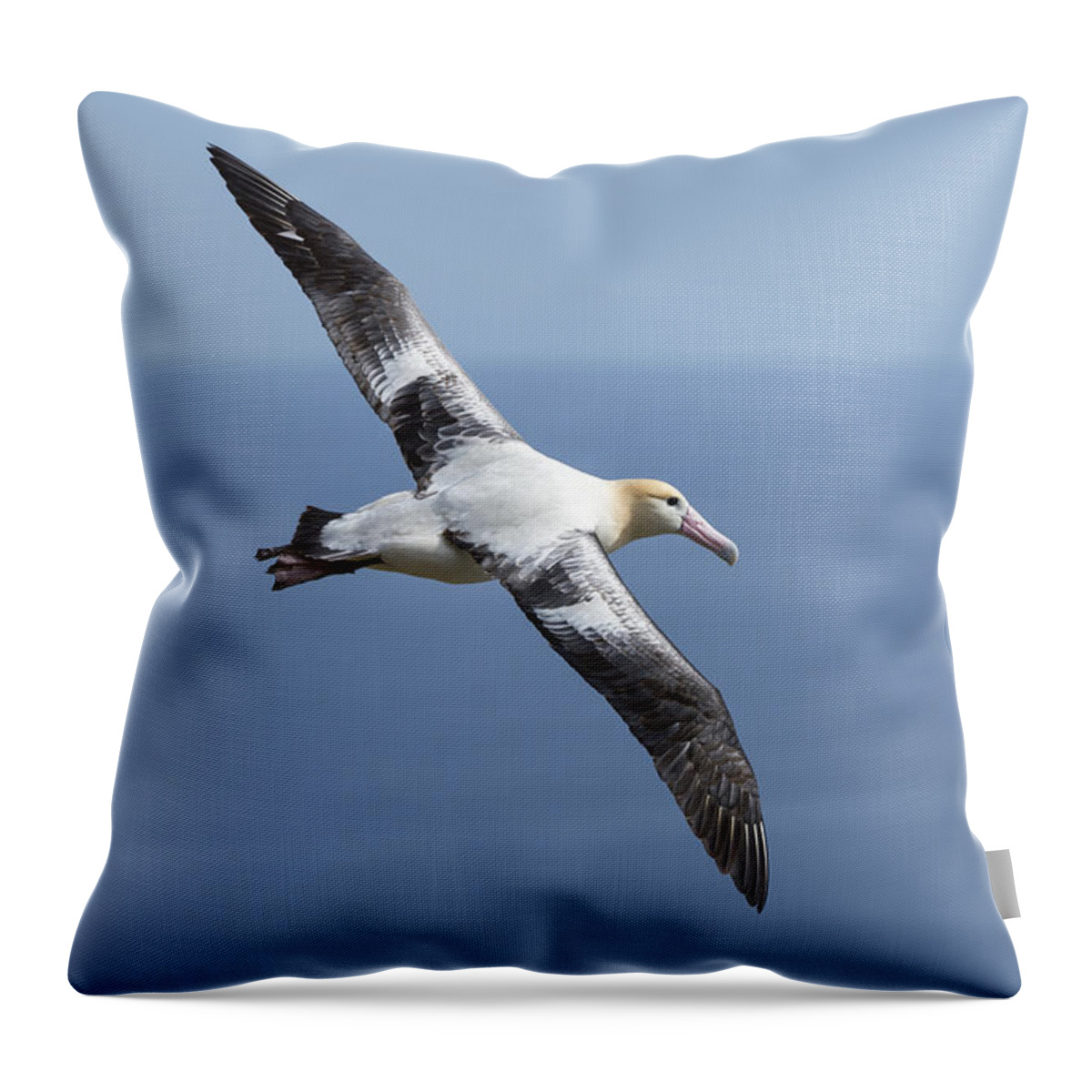 536915 Throw Pillow featuring the photograph Short-tailed Albatross Flying Torishima #5 by Tui De Roy
