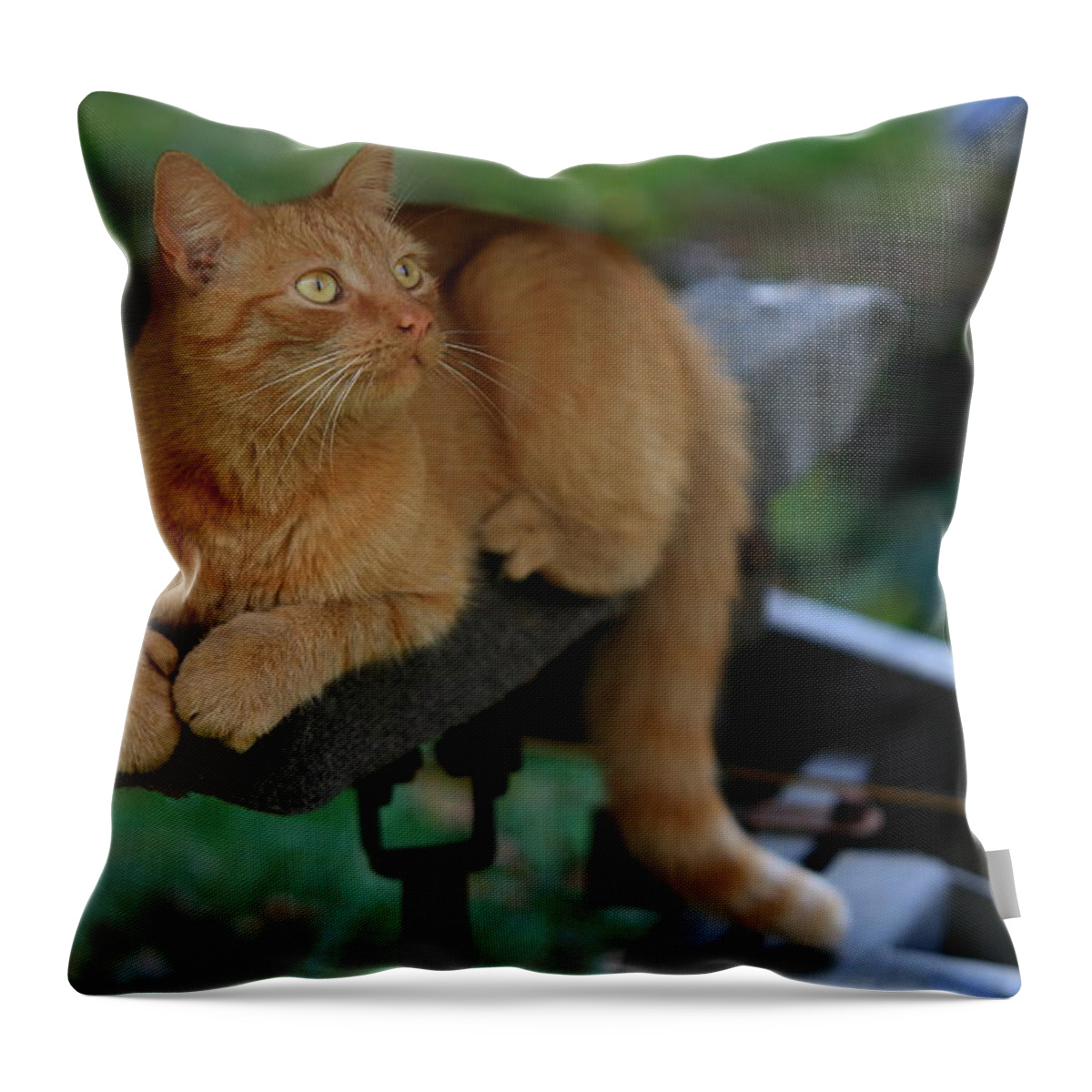 Orange Cat Throw Pillow featuring the photograph 5-Toe'd Orange Cat of the Marina by David Dufresne