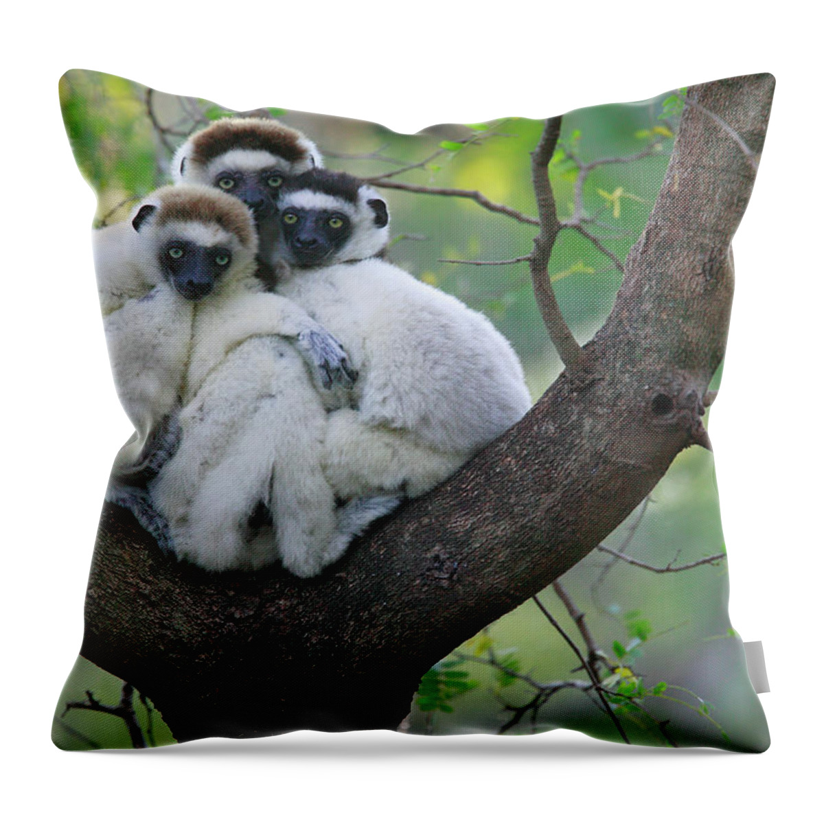 Jh Throw Pillow featuring the photograph Verreauxs Sifakas Cuddling by Cyril Ruoso