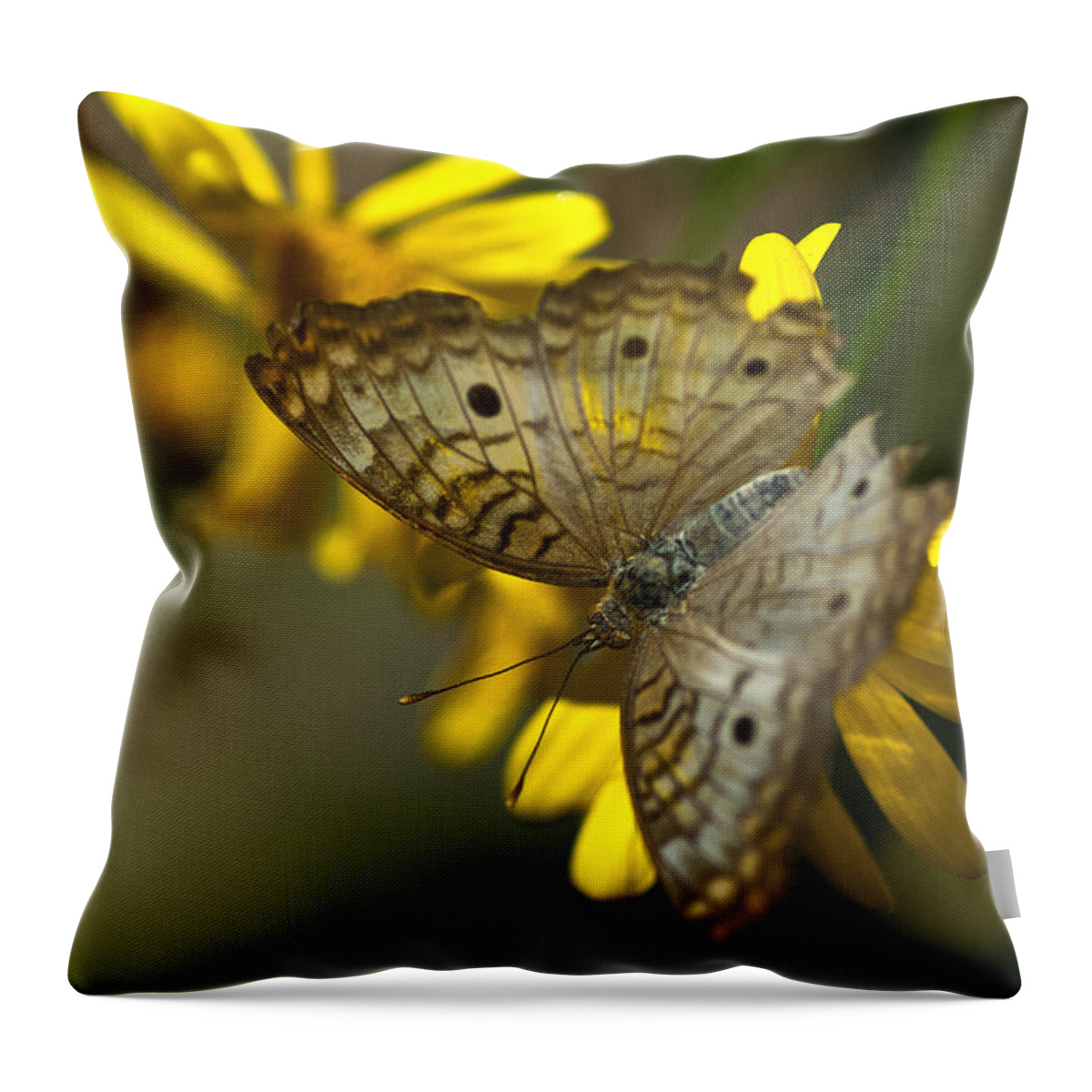 White Peacock Butterfly Throw Pillow featuring the photograph White Peacock Butterfly #5 by Saija Lehtonen