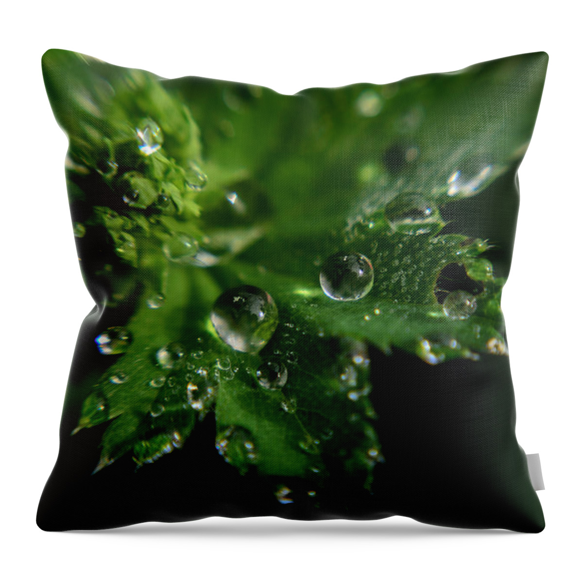 Spring Throw Pillow featuring the photograph Aquilegia with dew drops #6 by Michael Goyberg