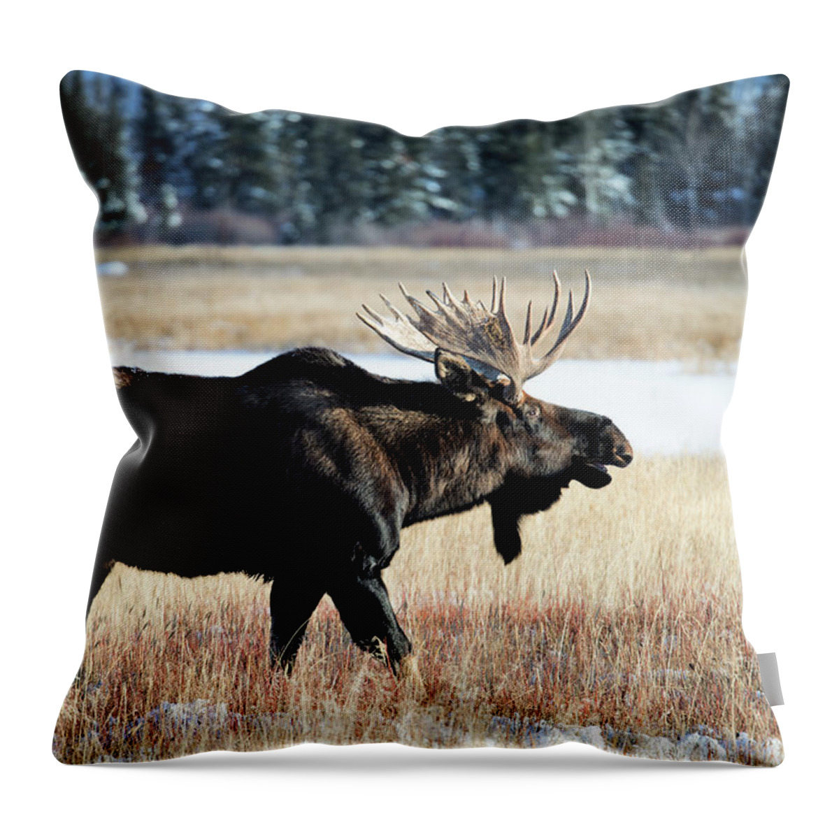 Grass Throw Pillow featuring the photograph Moose, Alces Alces #6 by Mark Newman