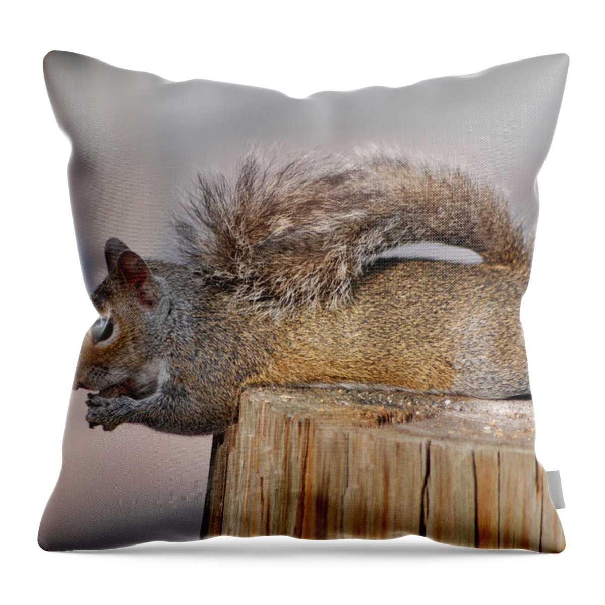 Squirrel Throw Pillow featuring the photograph 6- Squirrel by Joseph Keane