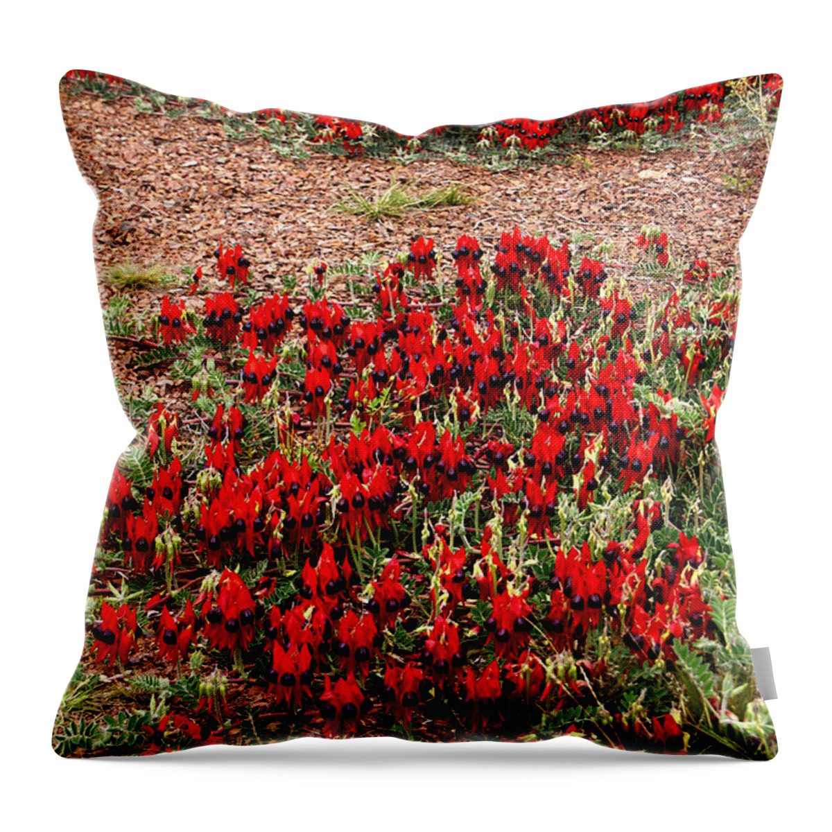 Sturts Desert Pea Throw Pillow featuring the photograph Sturt's Desert Pea Outback South Australia #6 by Carole-Anne Fooks