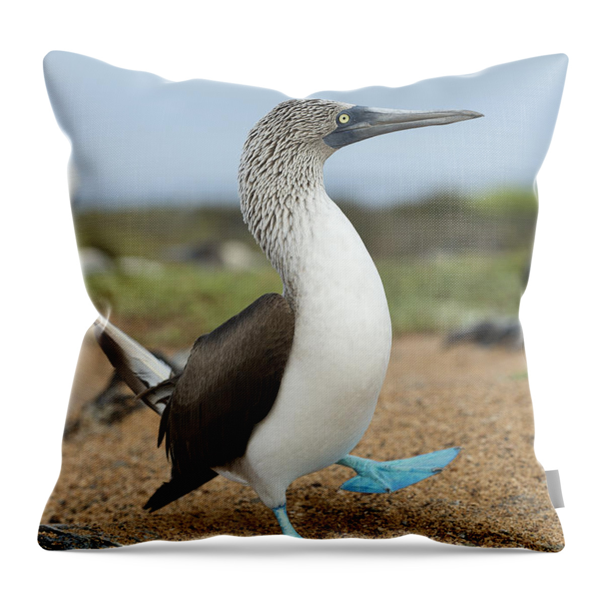 531678 Throw Pillow featuring the photograph Blue-footed Booby Courtship Dance #7 by Tui De Roy