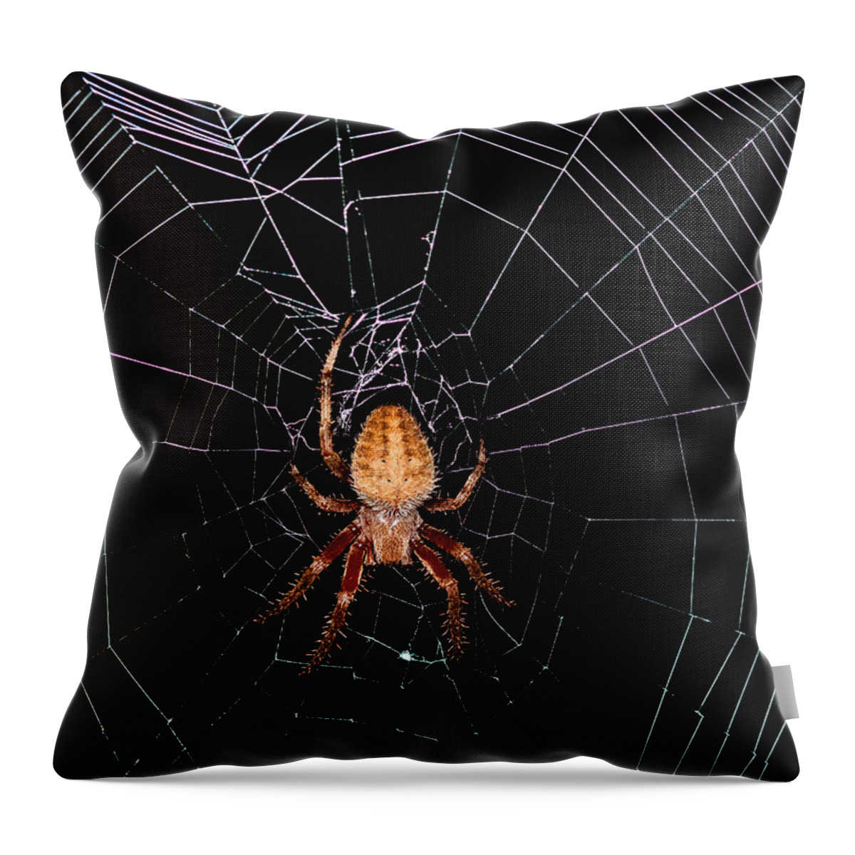 Spider Throw Pillow featuring the photograph 7 Legged Spotted Orb Weaver by Lara Ellis